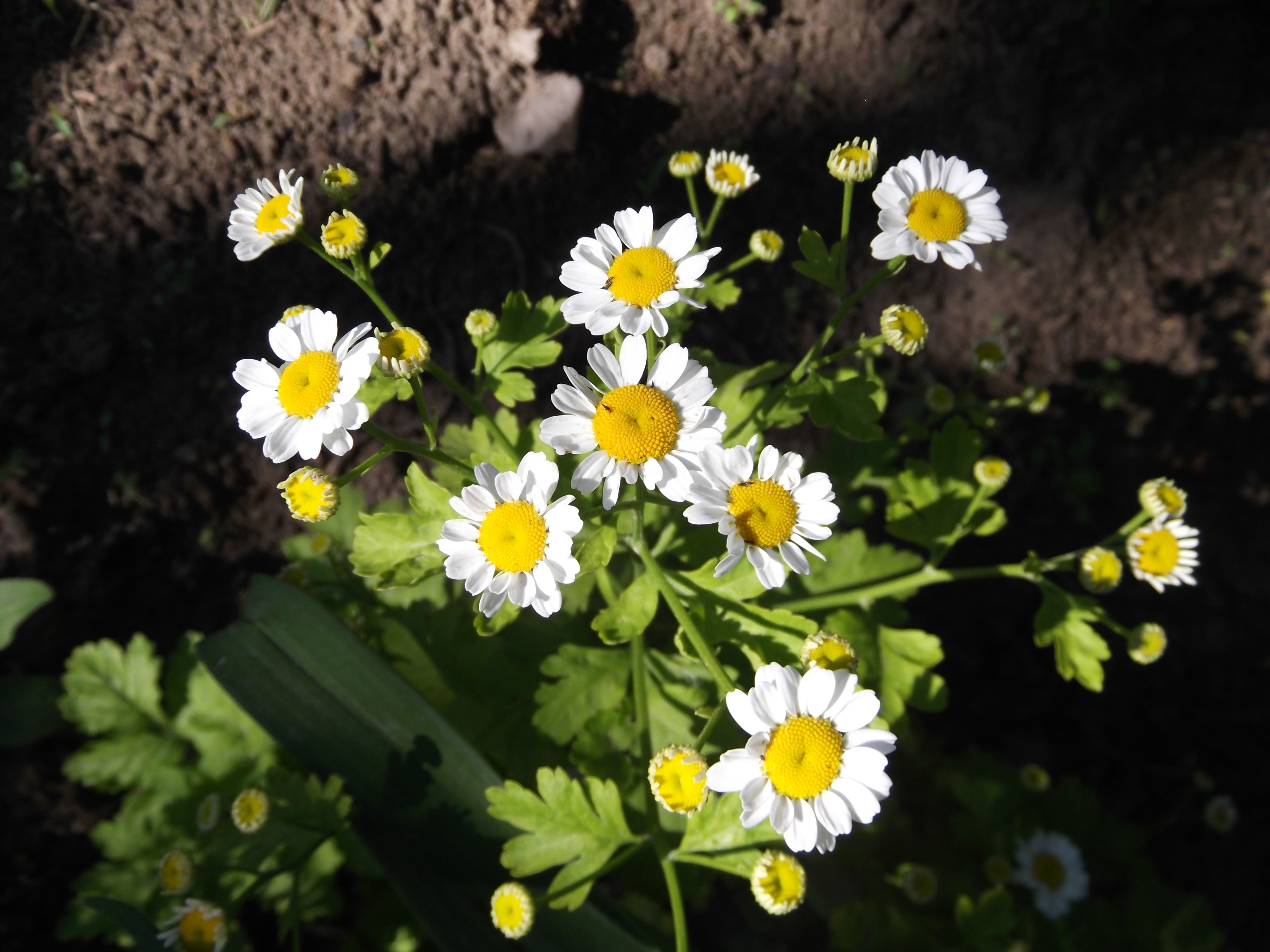 4K Camomiles in a Garden HD Wallpaper