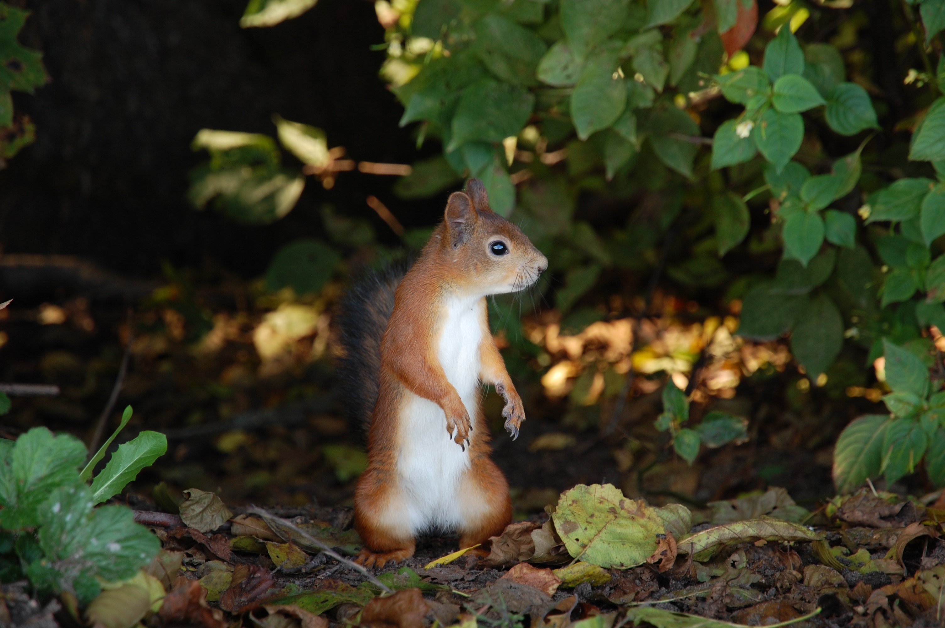 Red squirrel standing on forest floor HD Wallpaper