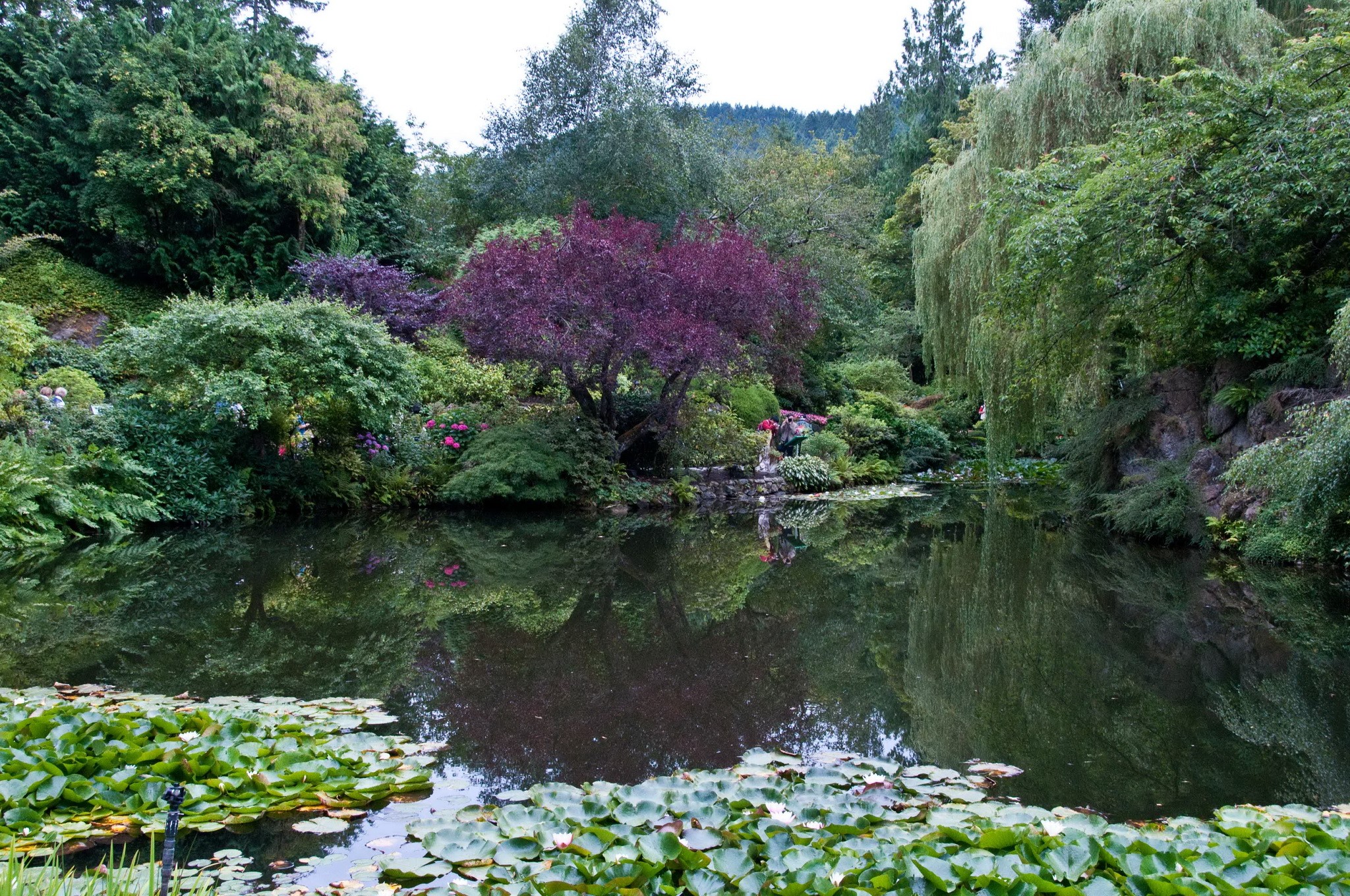 Butchart Gardens Victoria Canada Pond with Lily Pads HD Wallpaper