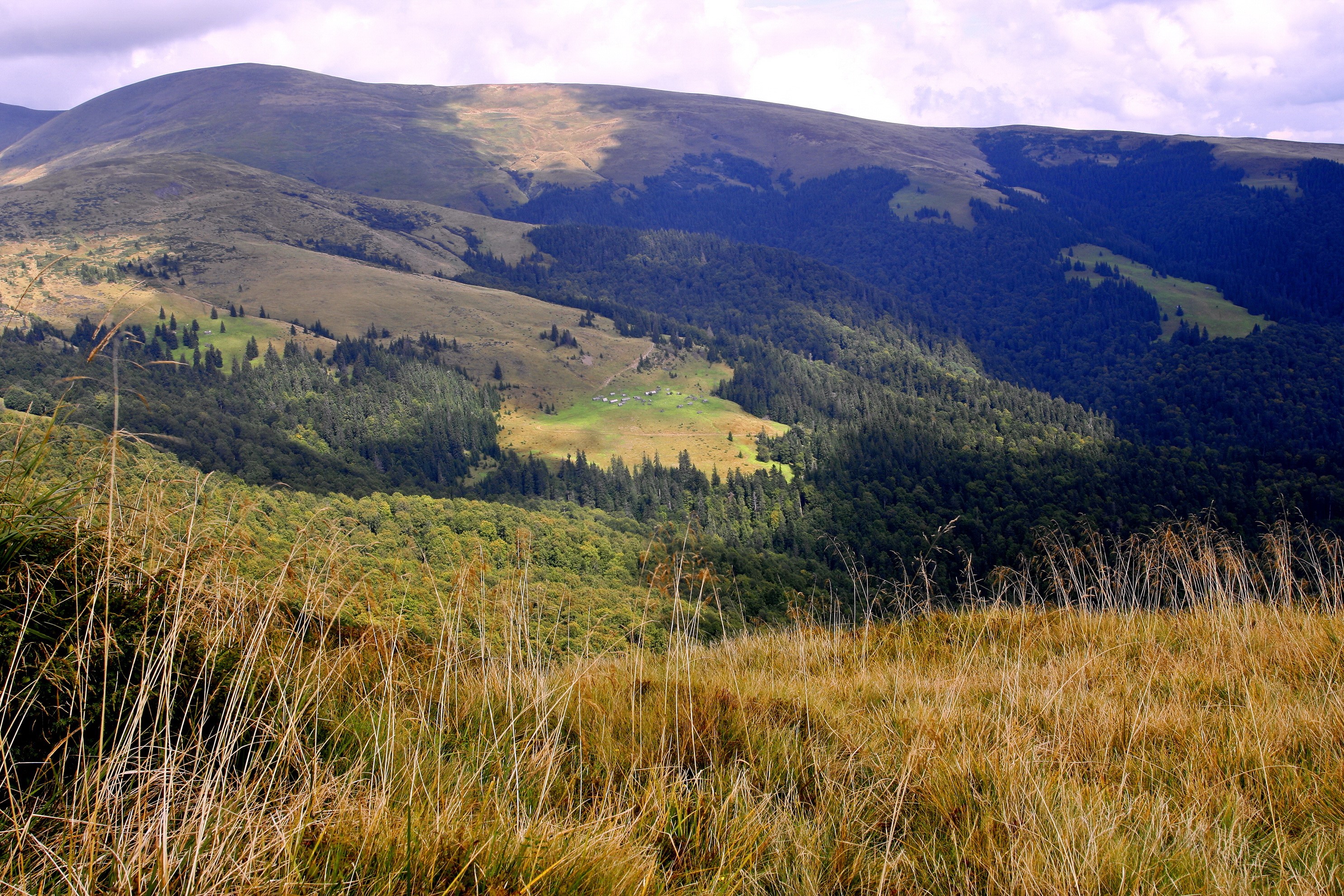 Mountain landscape with forest and meadow in Ukraine HD Wallpaper