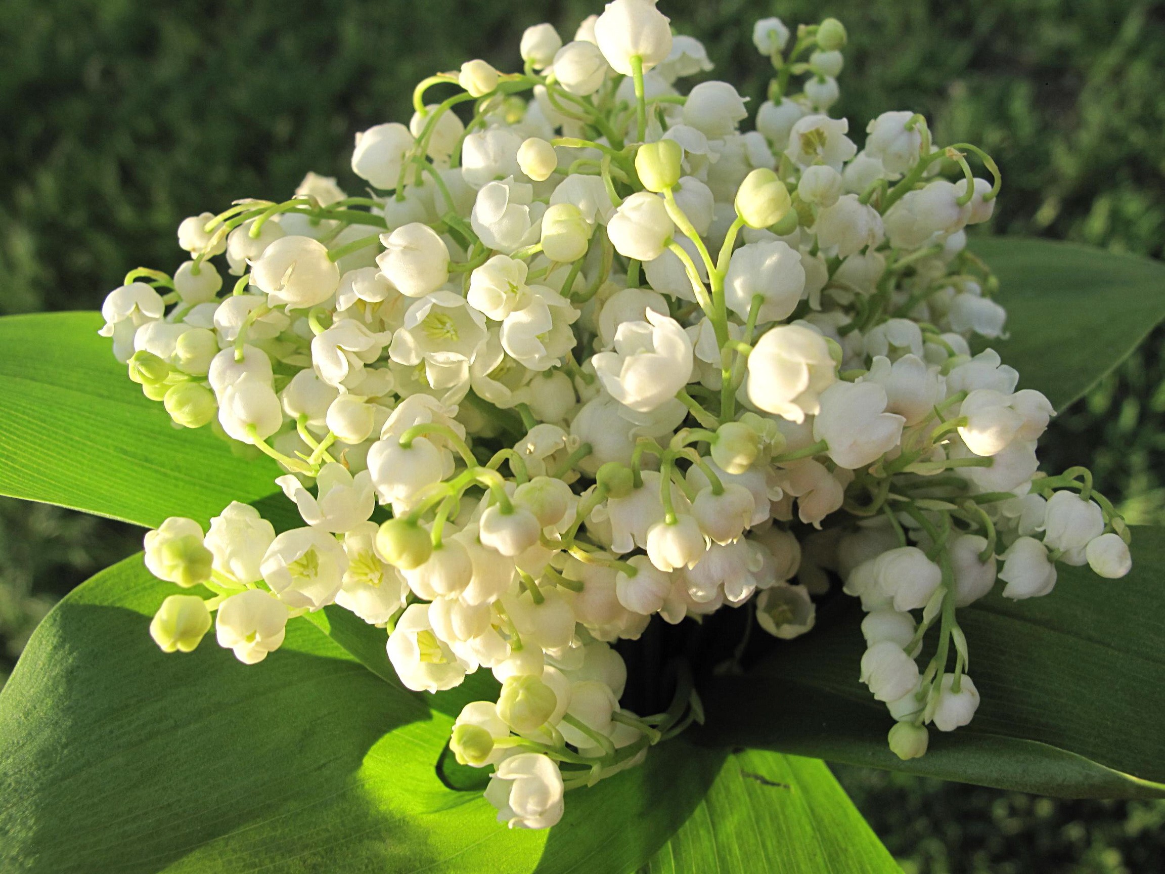 Bouquet of white lilies of the valley with green leaves HD Wallpaper
