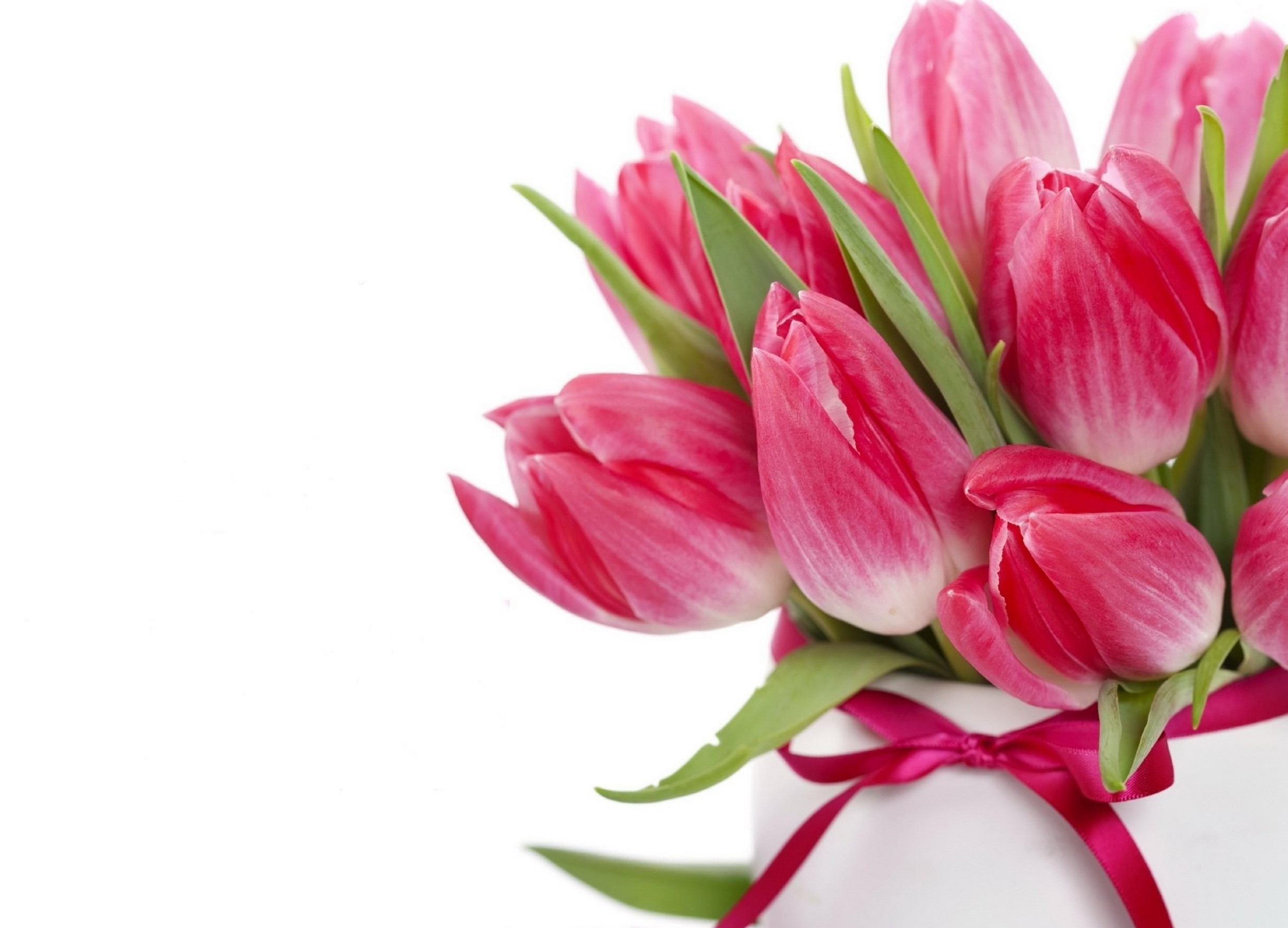 Pink Tulips in a White Vase with Ribbon HD Wallpaper