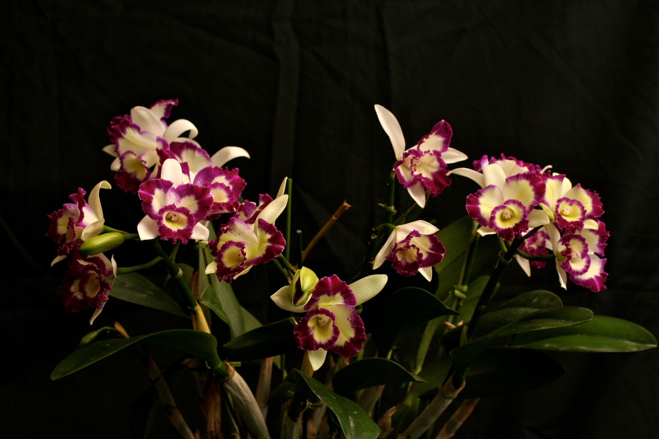 Orchid flowers with white and purple petals HD Wallpaper