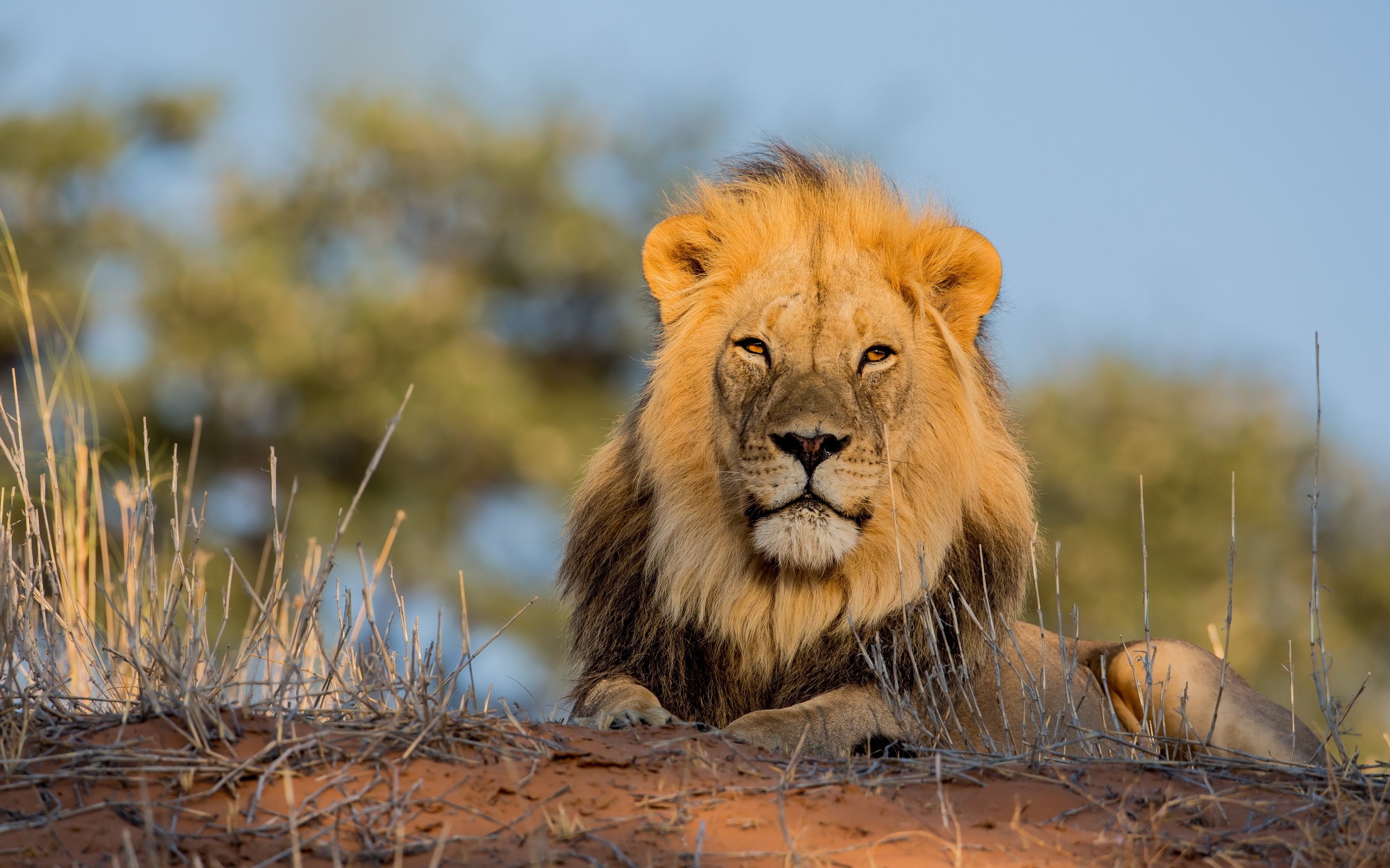 Male lion resting on a sand dune HD Wallpaper