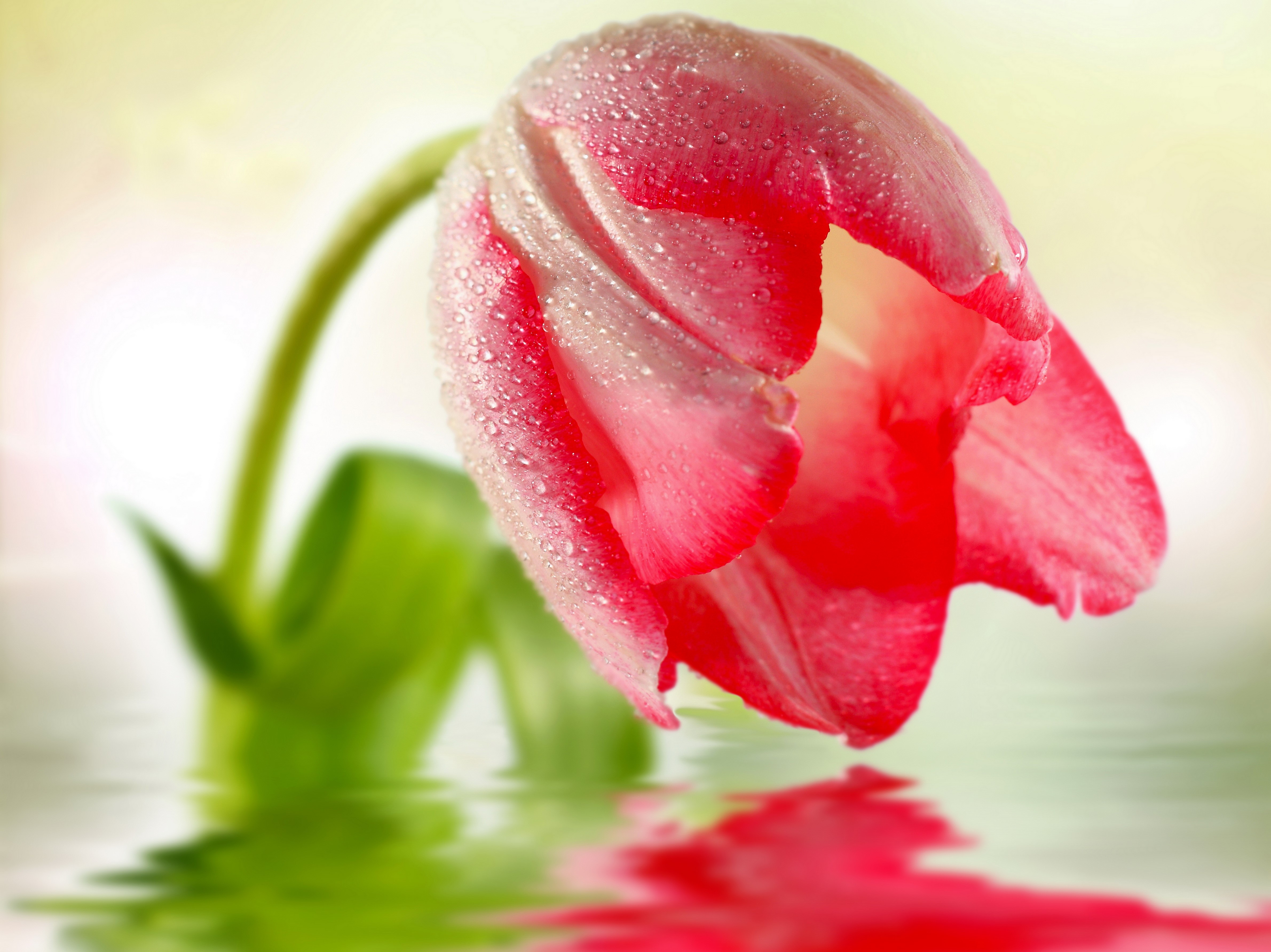 Red Tulip with Water Drops Reflected in Water HD Wallpaper