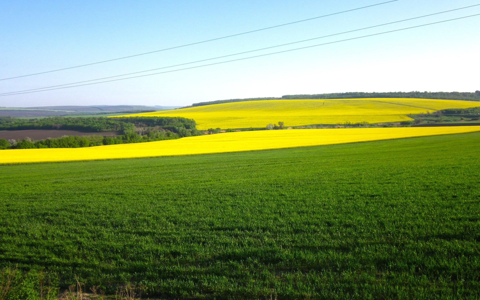 Green and yellow fields under a clear blue sky HD Wallpaper