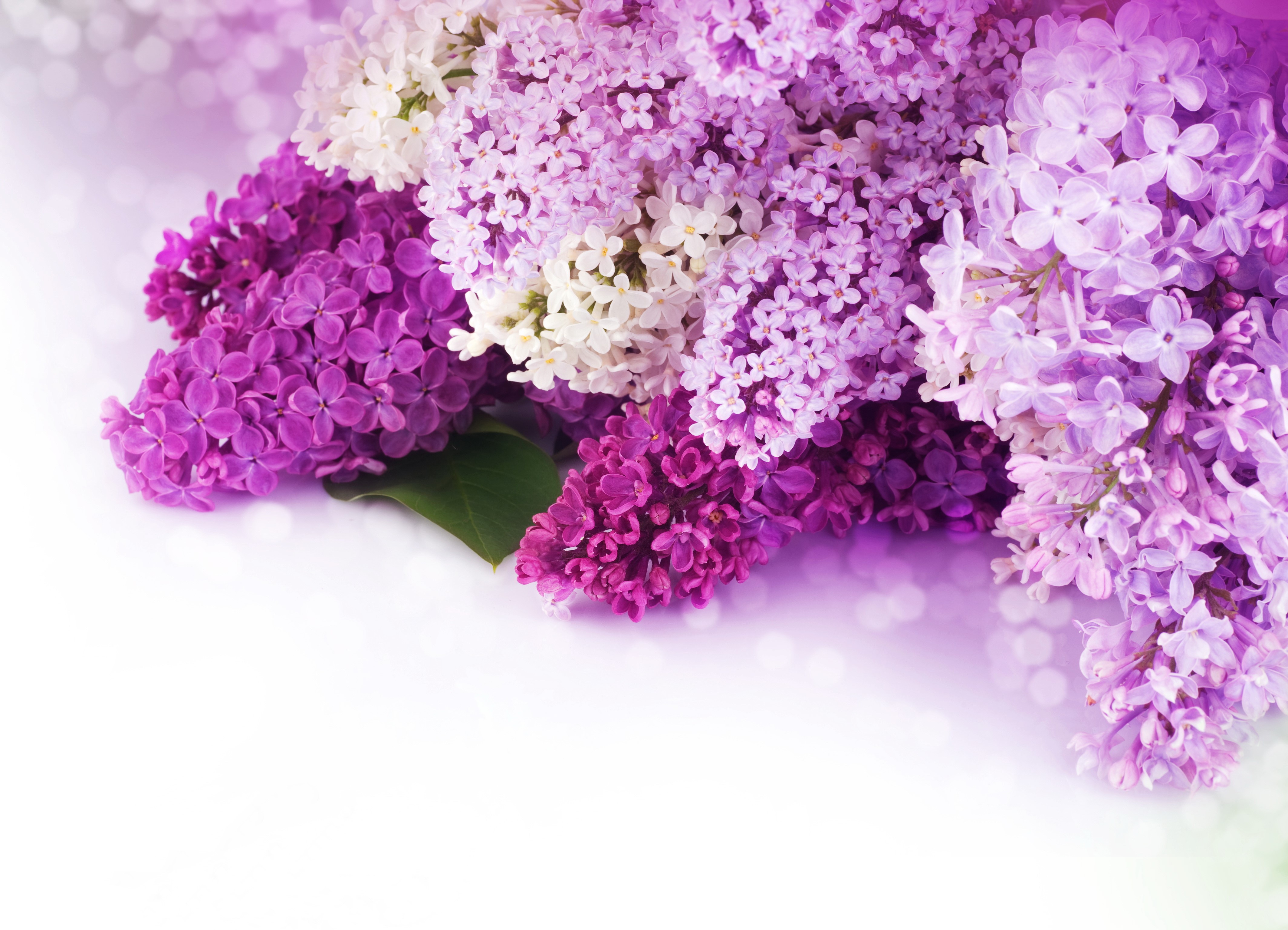4K Lilac and Violet Flowers HD Wallpaper