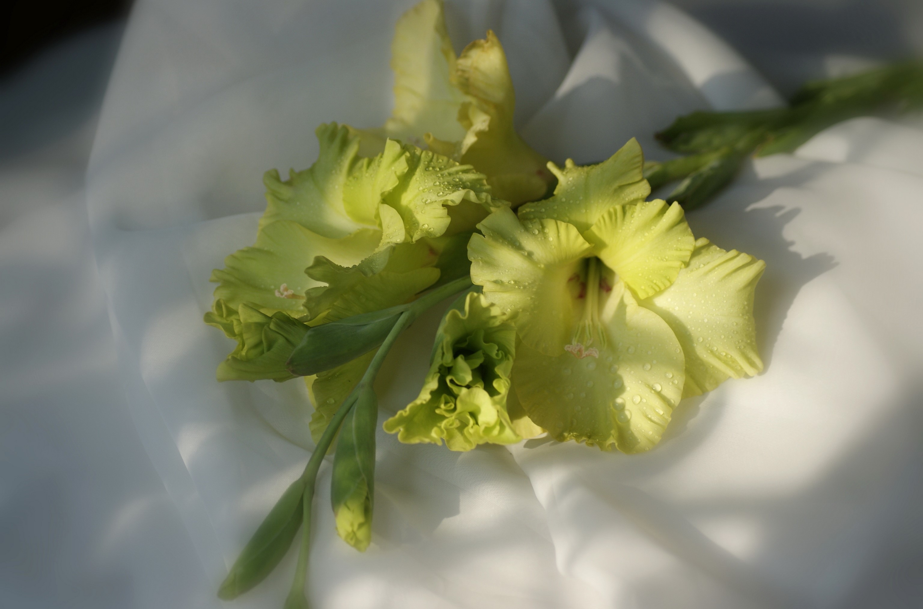 Green Gladioluses on White Fabric HD Wallpaper