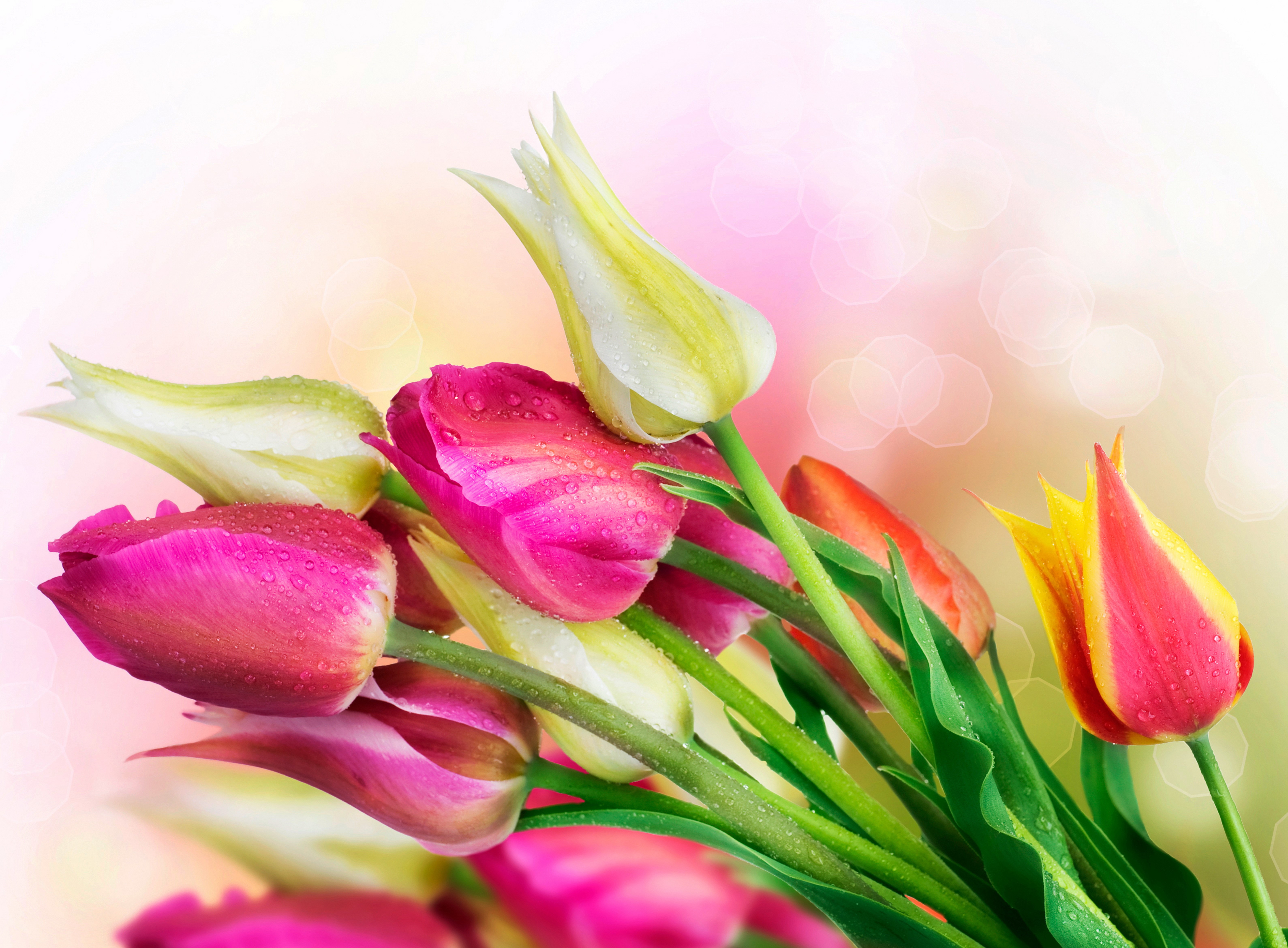 Tulips with water droplets HD Wallpaper