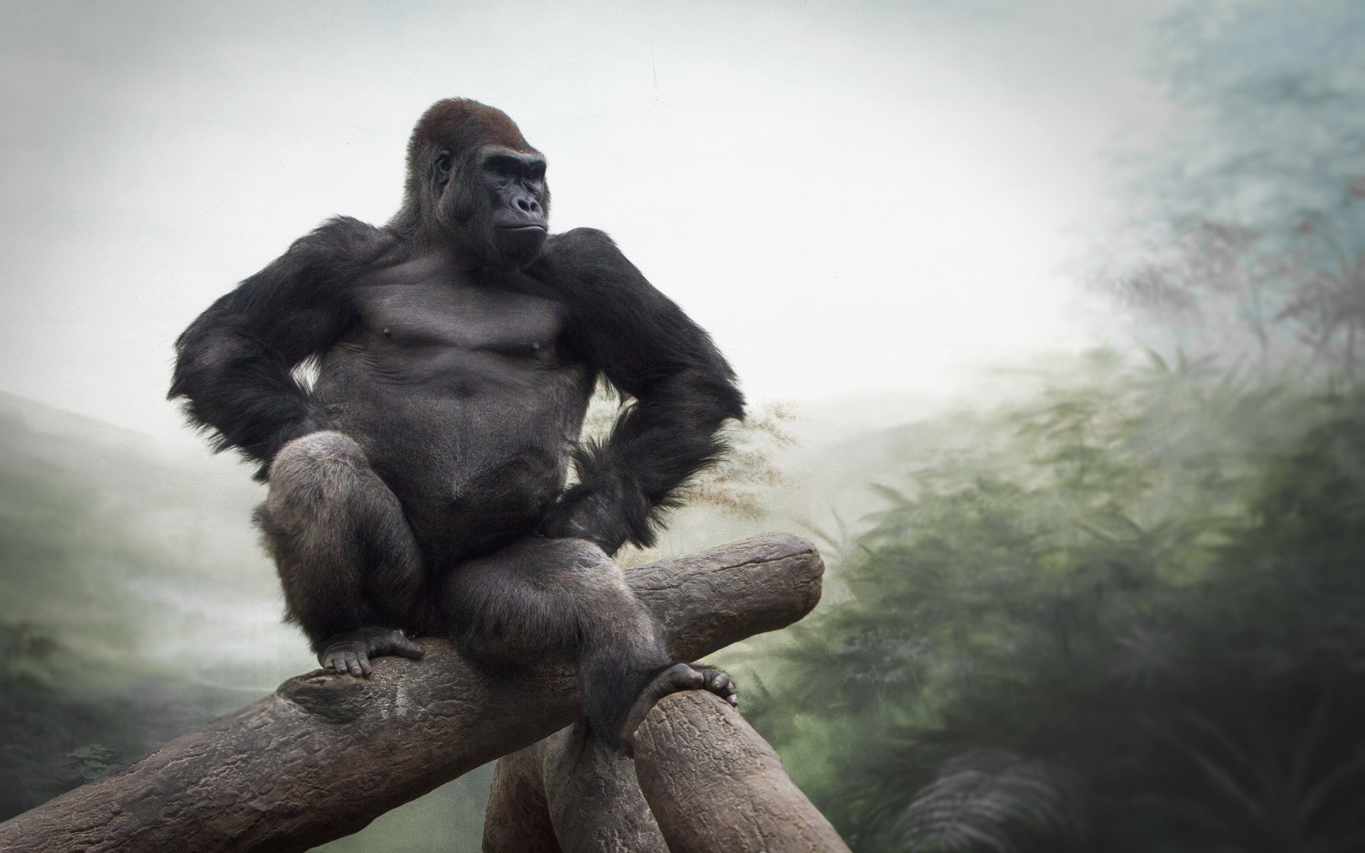 Gorilla sitting on a tree branch HD Wallpaper