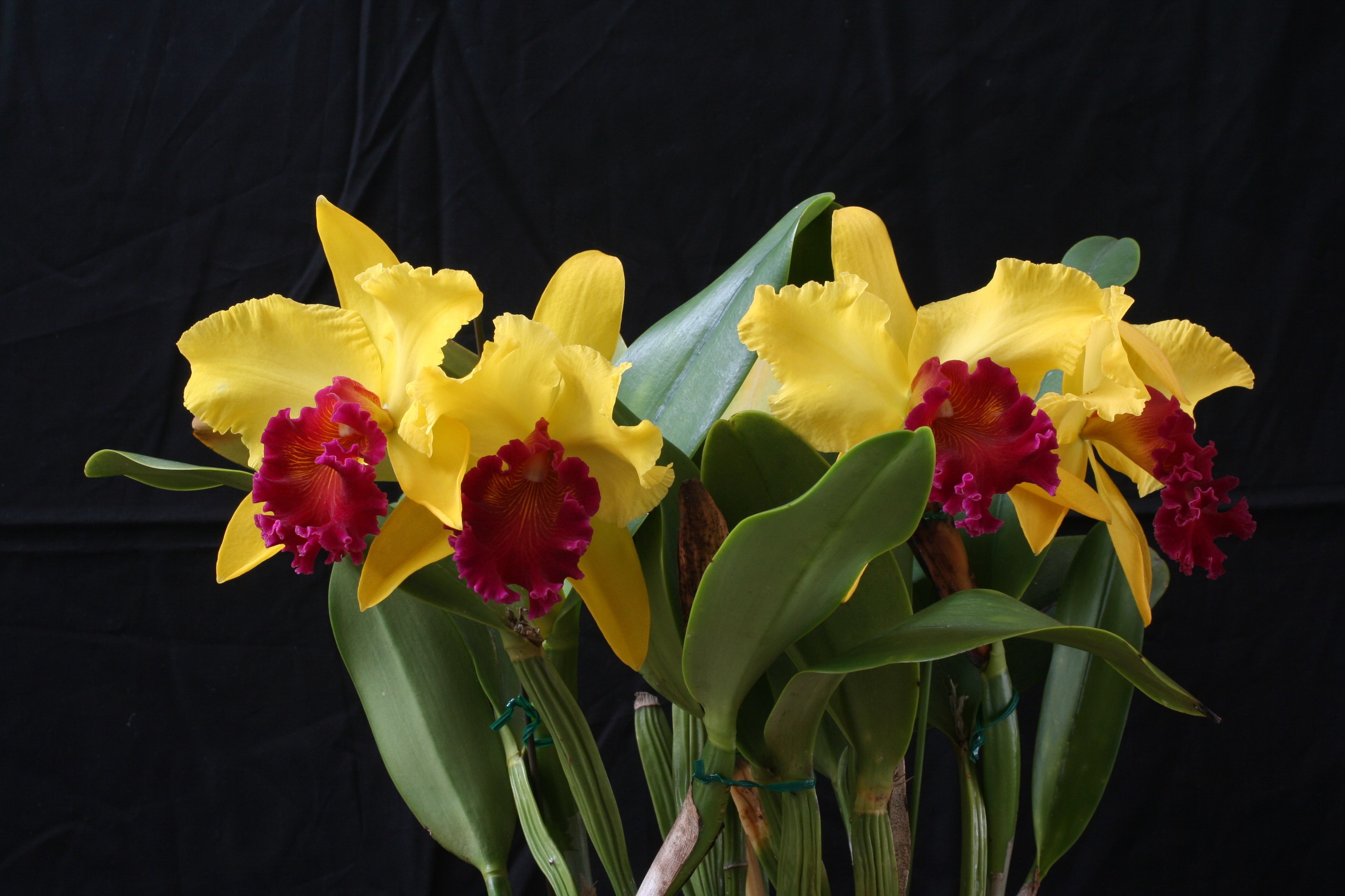 Yellow Cattleya Orchids with Red Centers HD Wallpaper