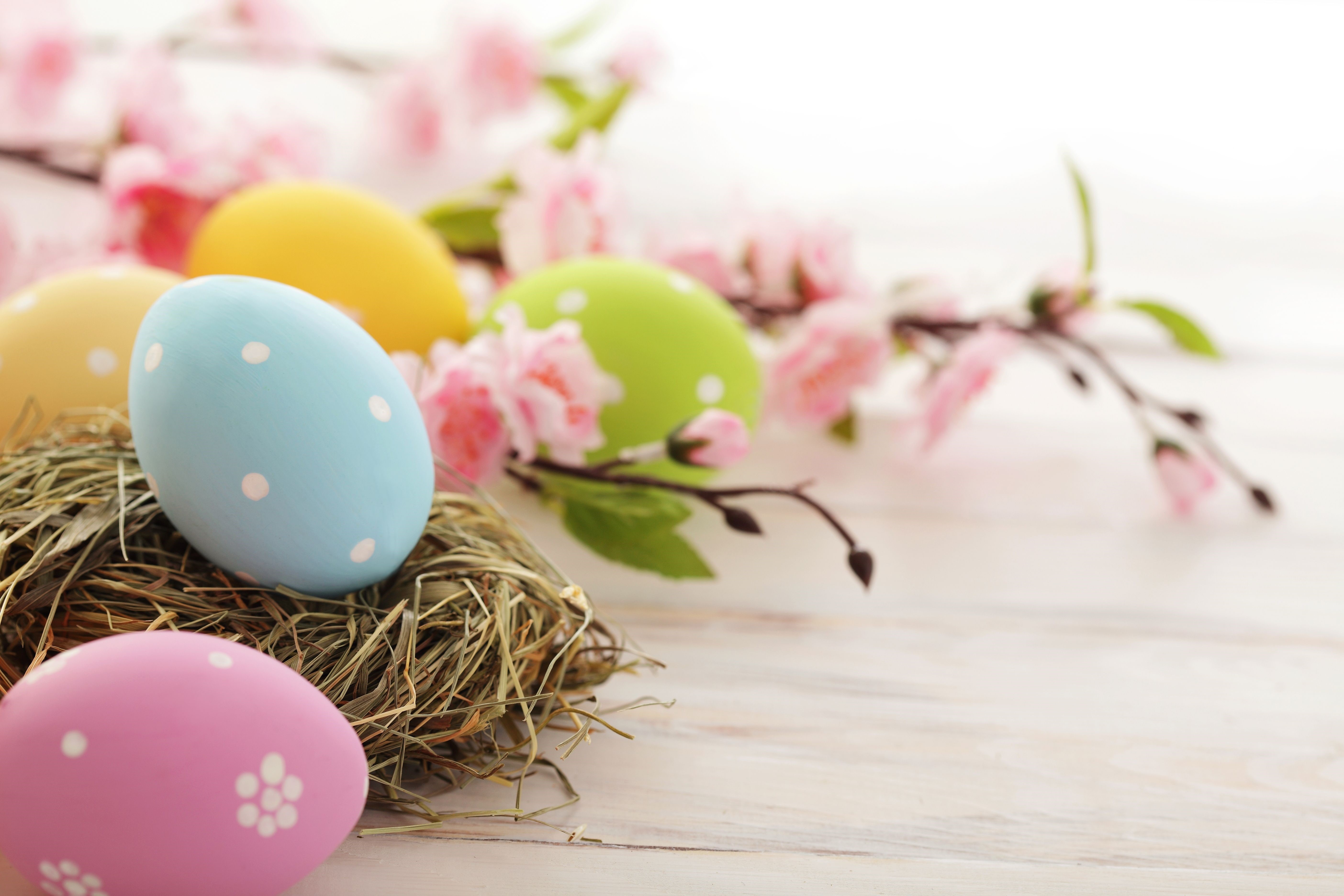 Easter Eggs in a Nest with Pink Blossoms HD Wallpaper