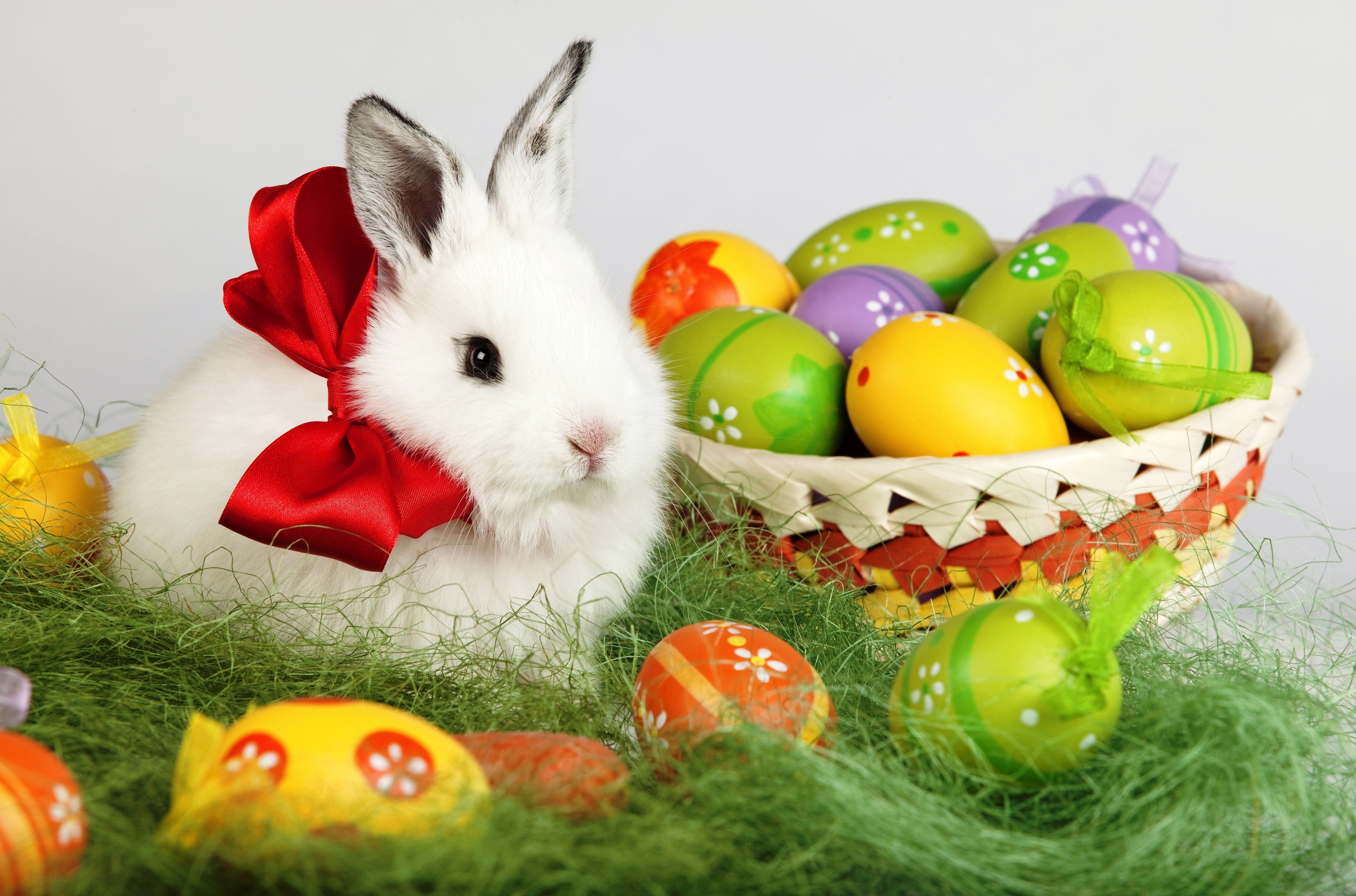 Easter bunny with red bow and decorated eggs HD Wallpaper