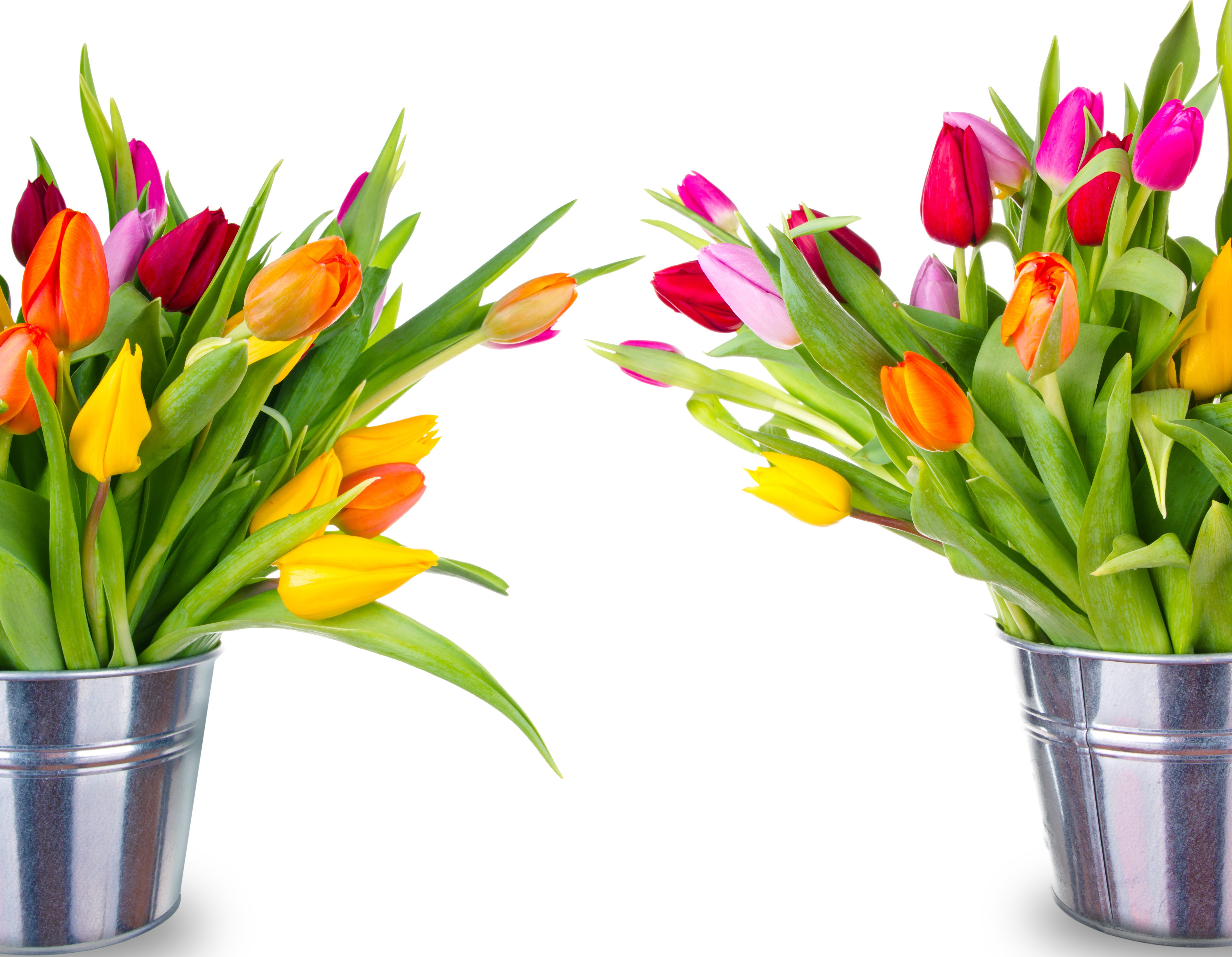 Bouquets of colorful tulips in buckets HD Wallpaper