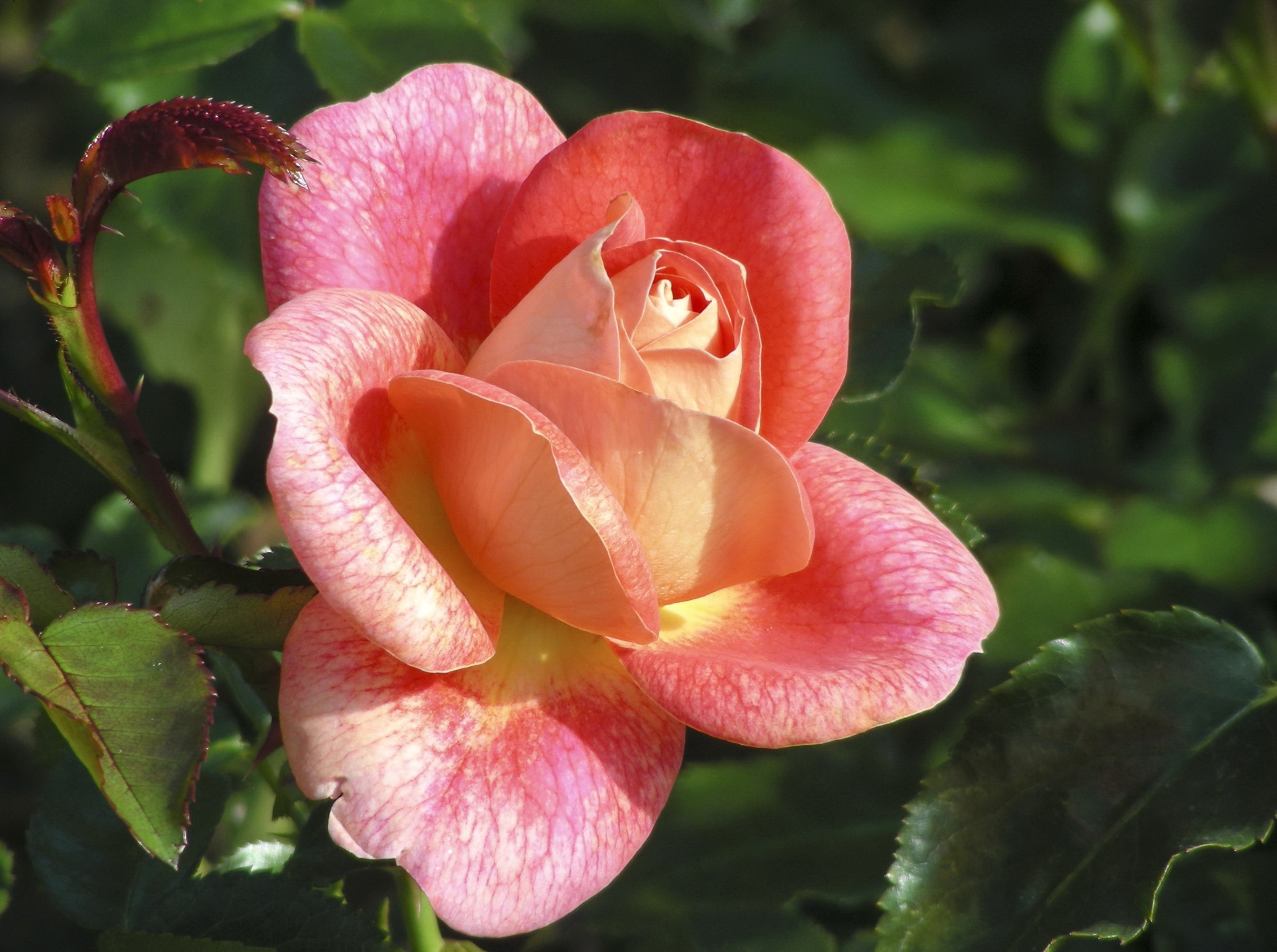 Pink and orange rose with green leaves HD Wallpaper