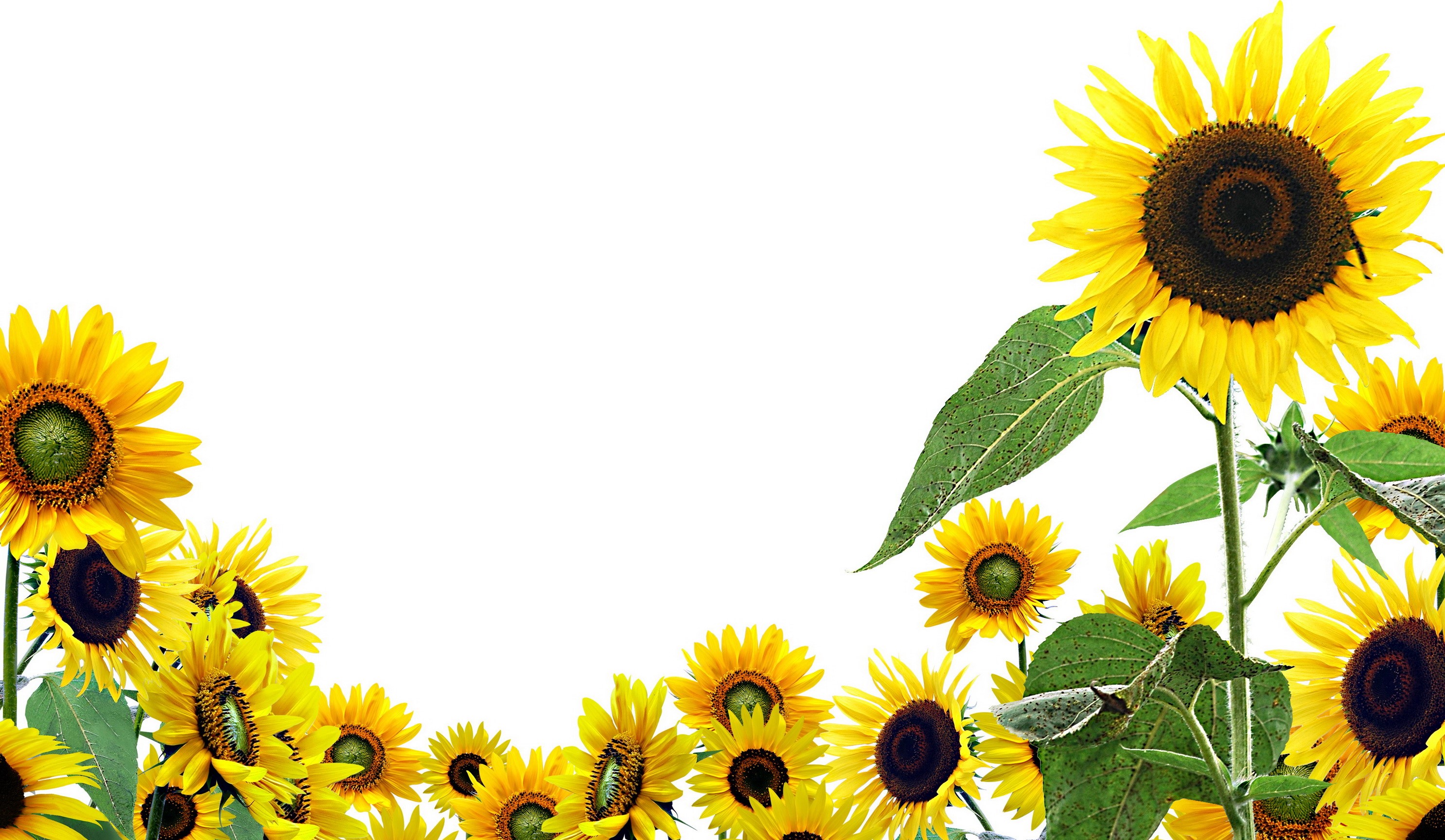 Sunflowers Border HD Wallpaper