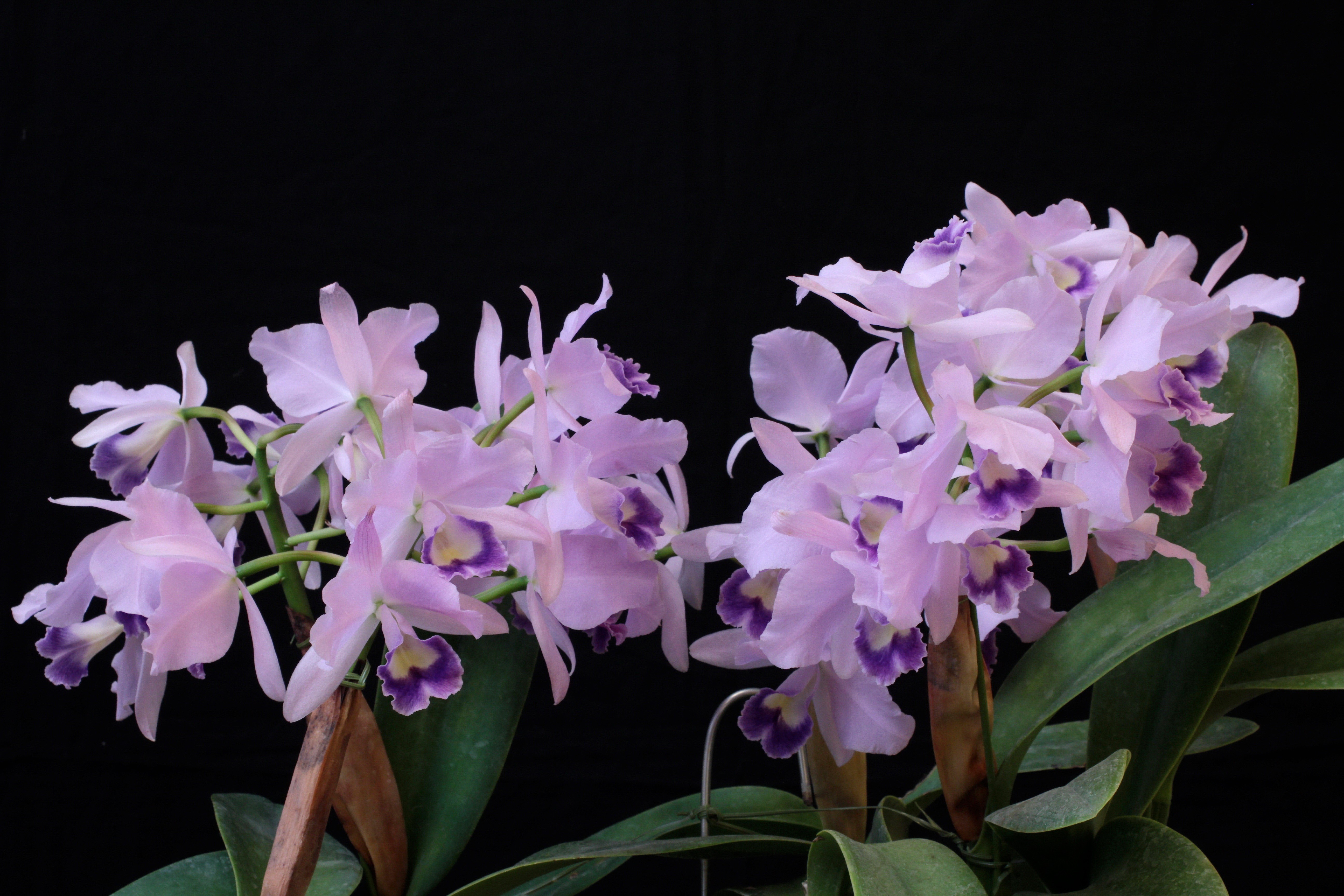 Orchid flowers with violet centers HD Wallpaper