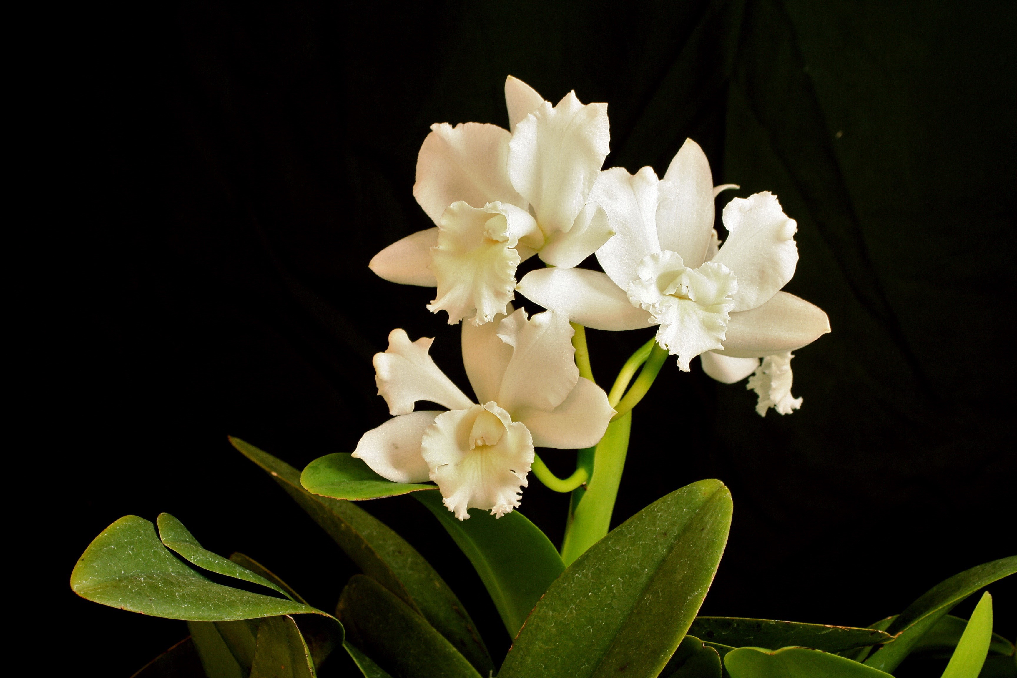 White Orchid flowers with green leaves HD Wallpaper