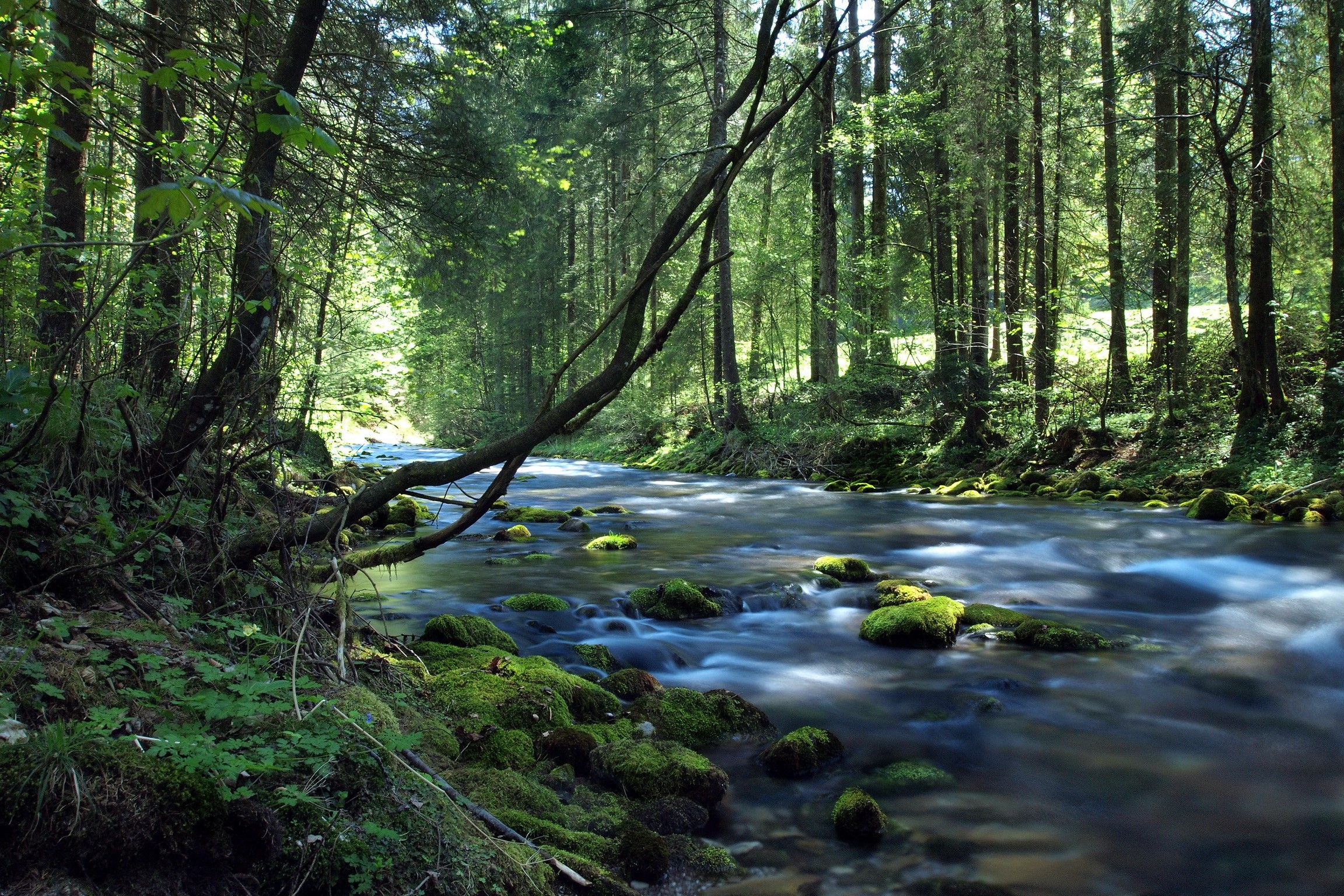 River flowing through a mossy forest in Austria HD Wallpaper