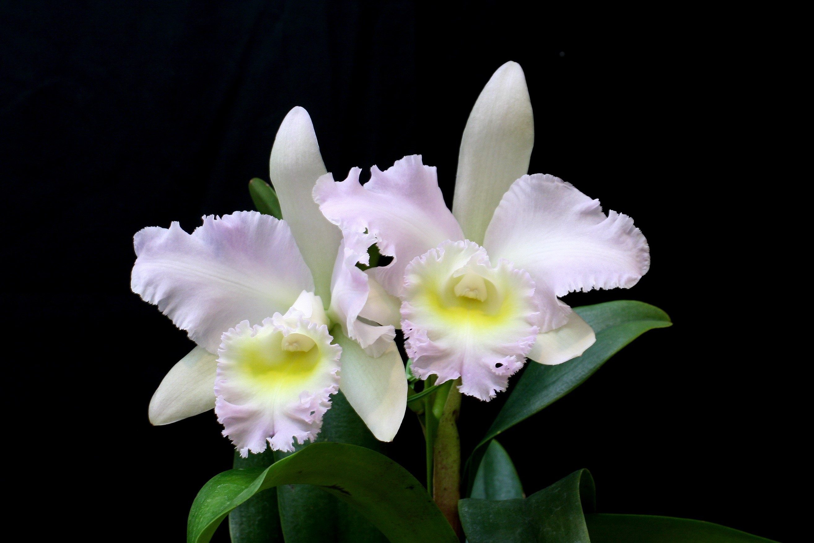 Two white and pink orchids with yellow centers HD Wallpaper