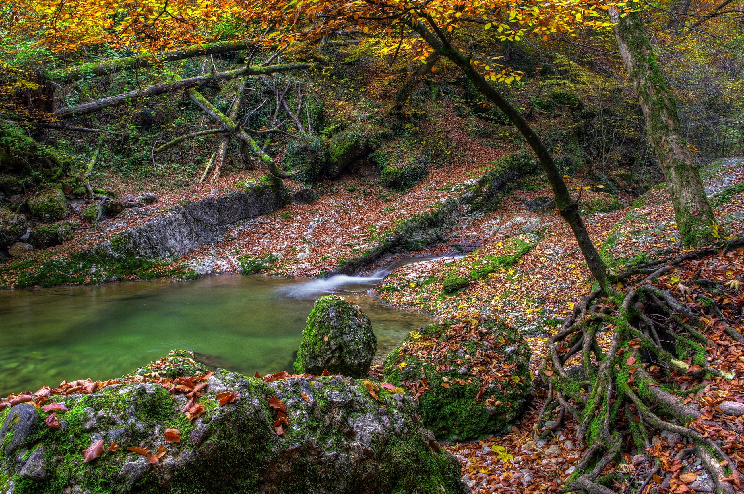 Autumn forest stream with mossy rocks and fallen leaves HD Wallpaper