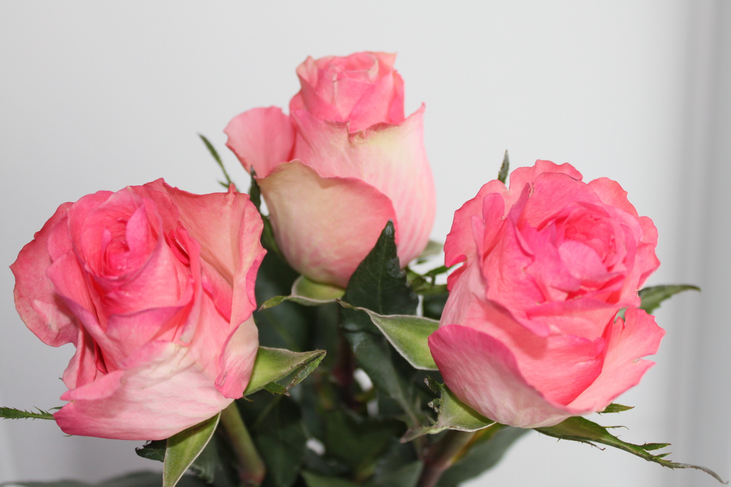 Three pink roses with green leaves HD Wallpaper