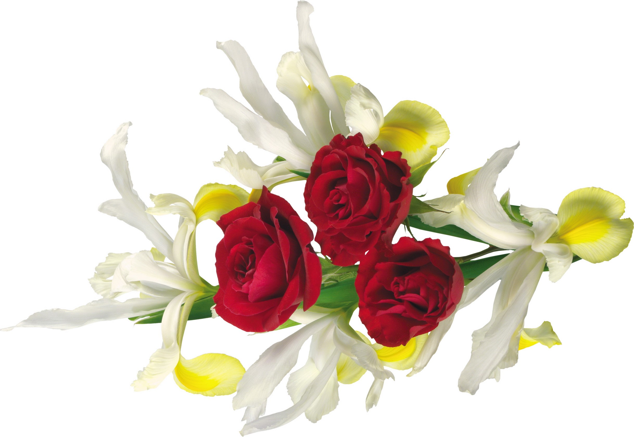 Red Roses and White Irises Bouquet HD Wallpaper