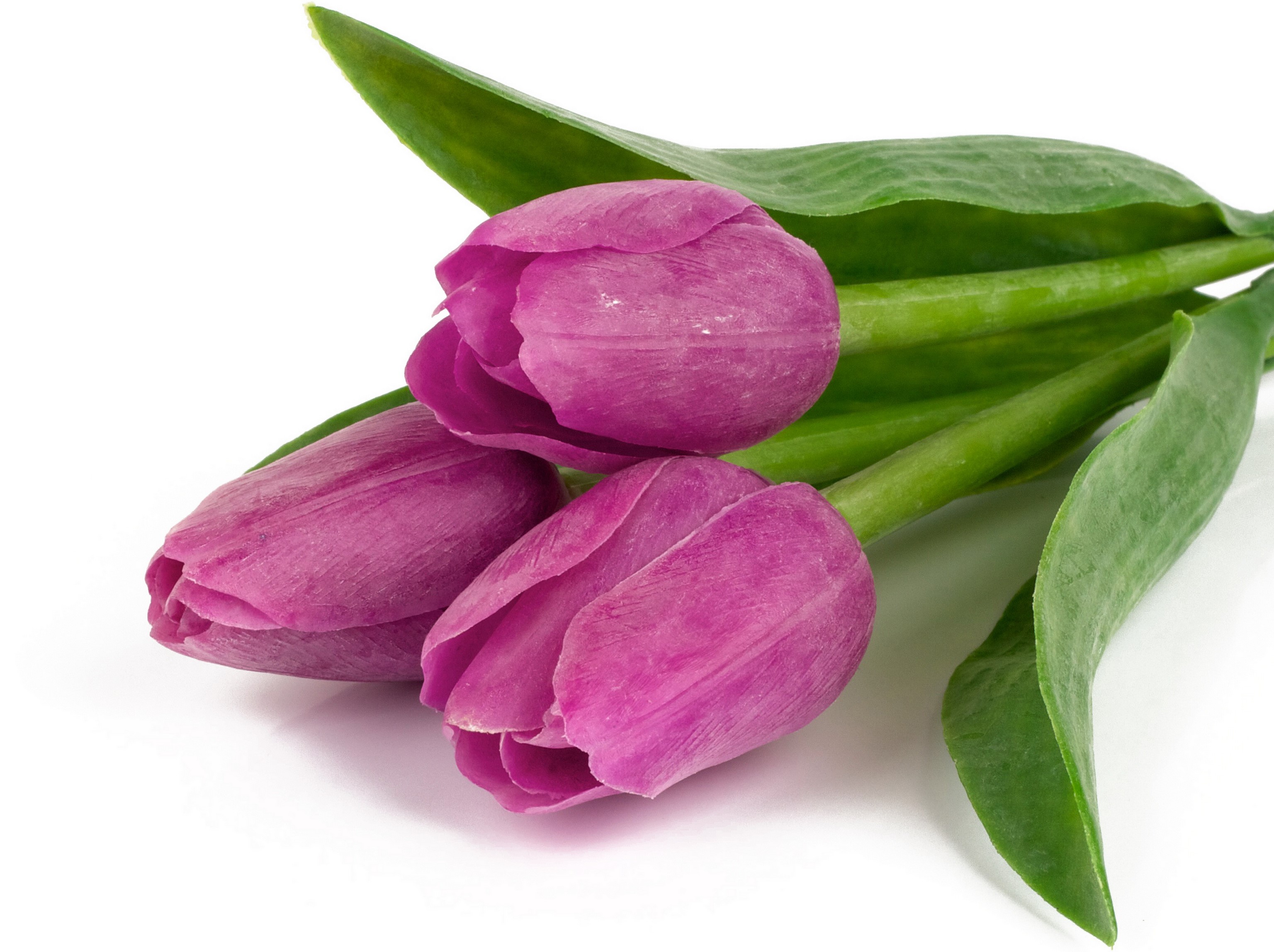 Three purple tulips with green leaves HD Wallpaper