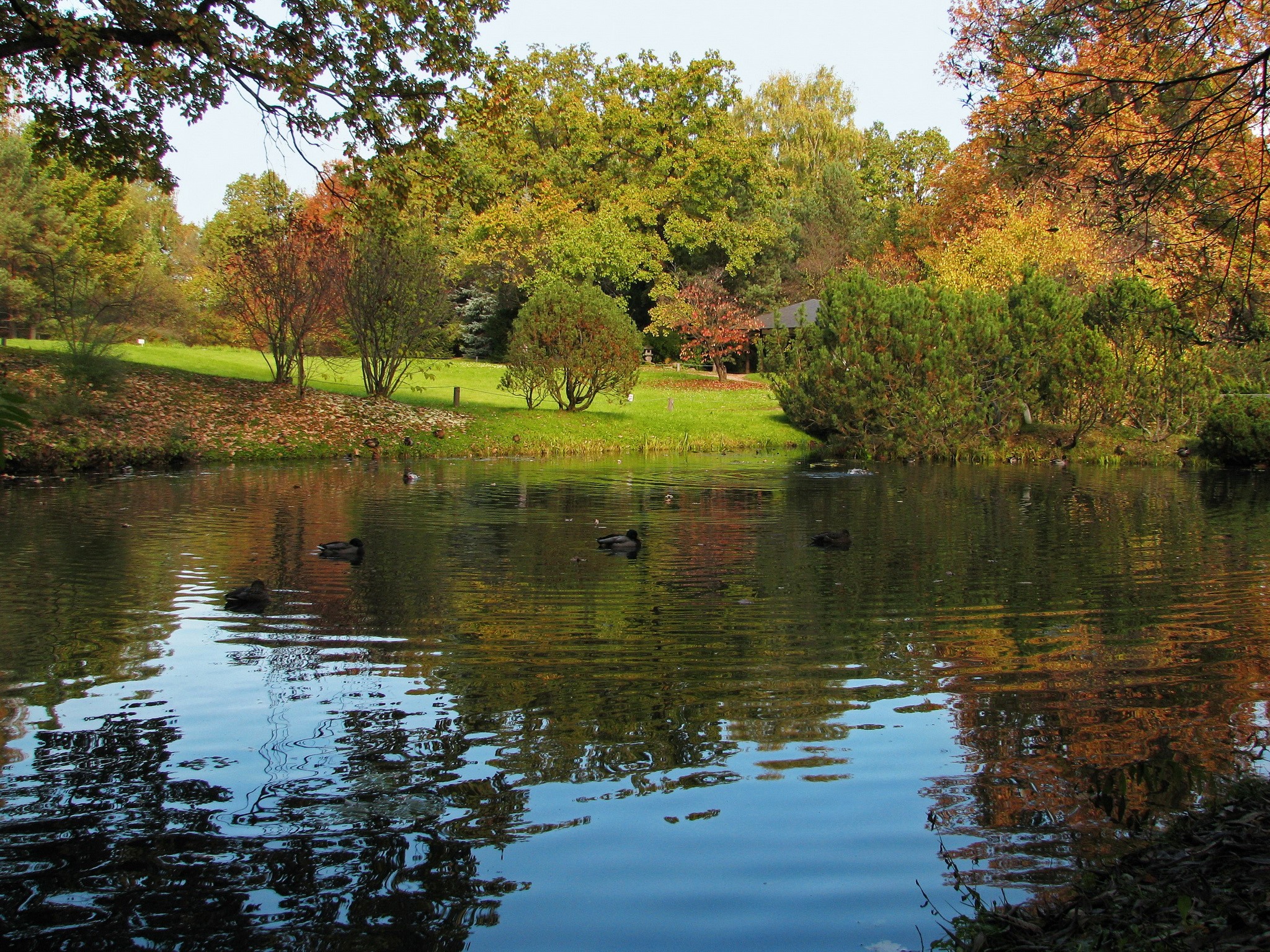 Autumn pond in a garden with ducks HD Wallpaper