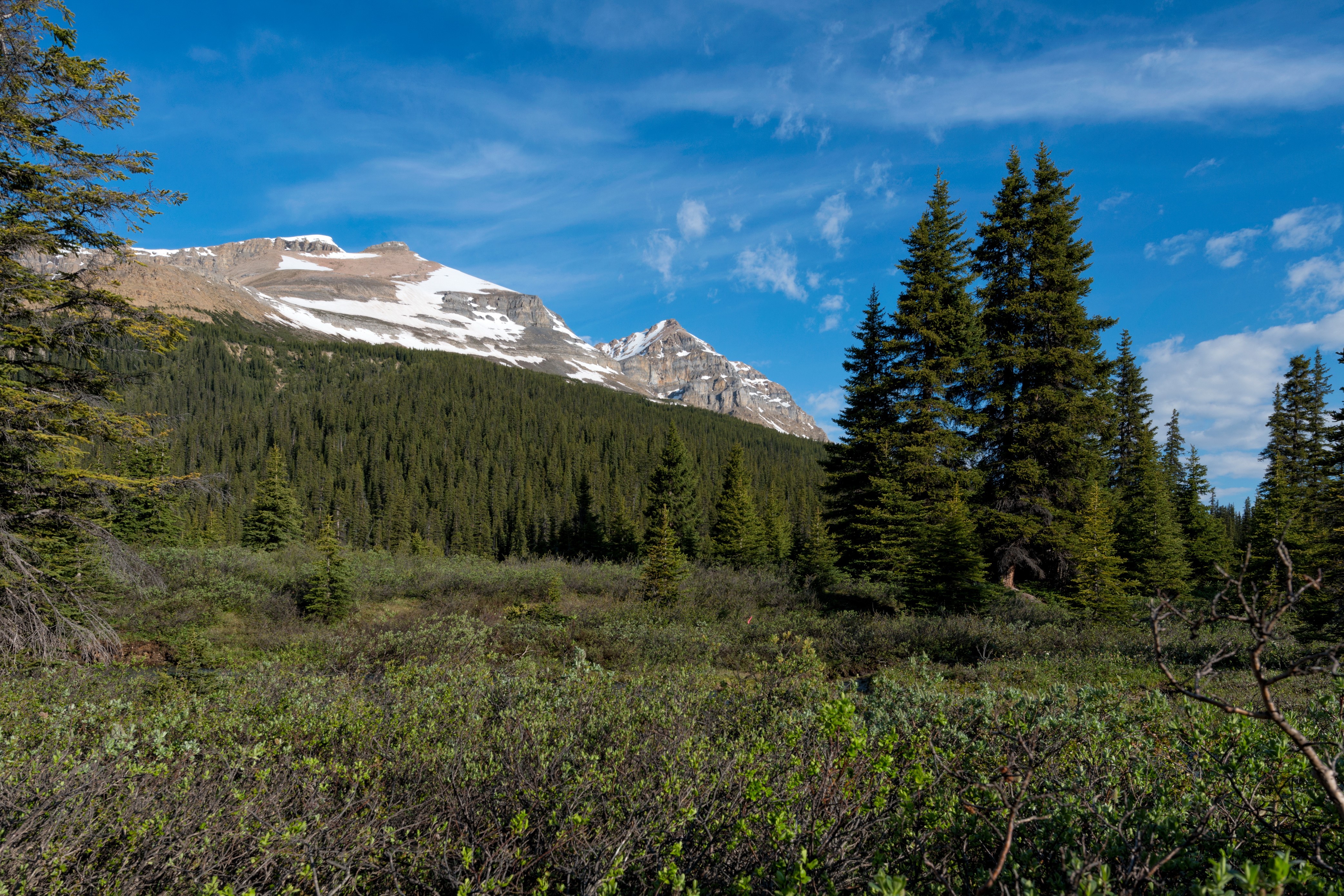 Snow-capped mountains and evergreen forest in Banff National Park, Canada HD Wallpaper