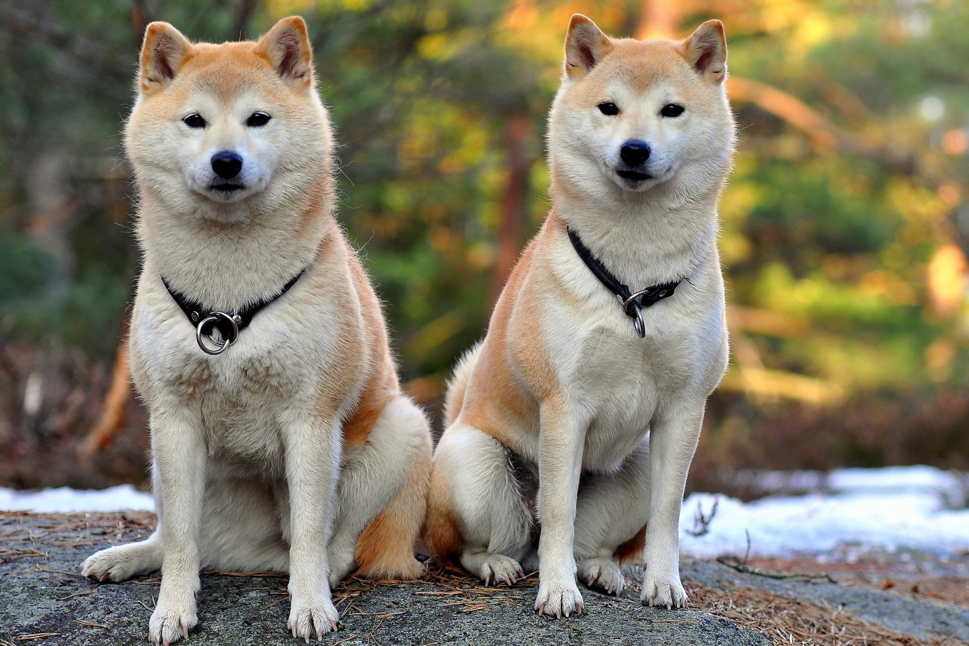 Two Akita dogs sitting on a rock HD Wallpaper