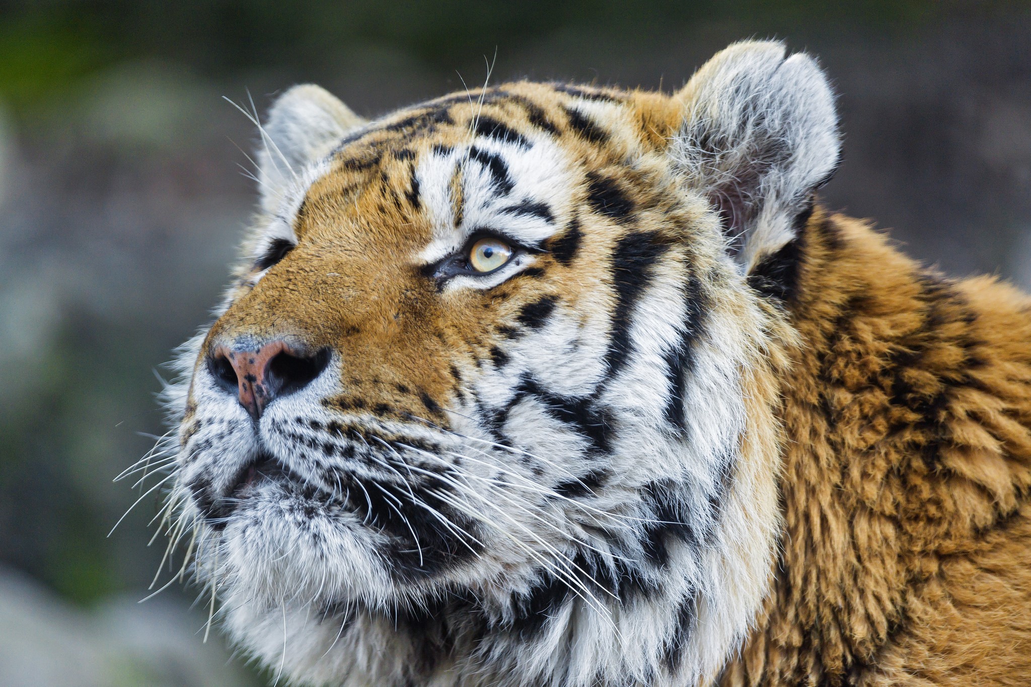 Close-up of a tiger's face looking to the left HD Wallpaper
