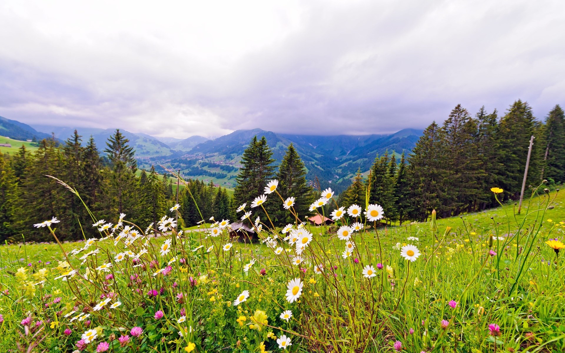 Wildflowers in a Mountain Valley HD Wallpaper