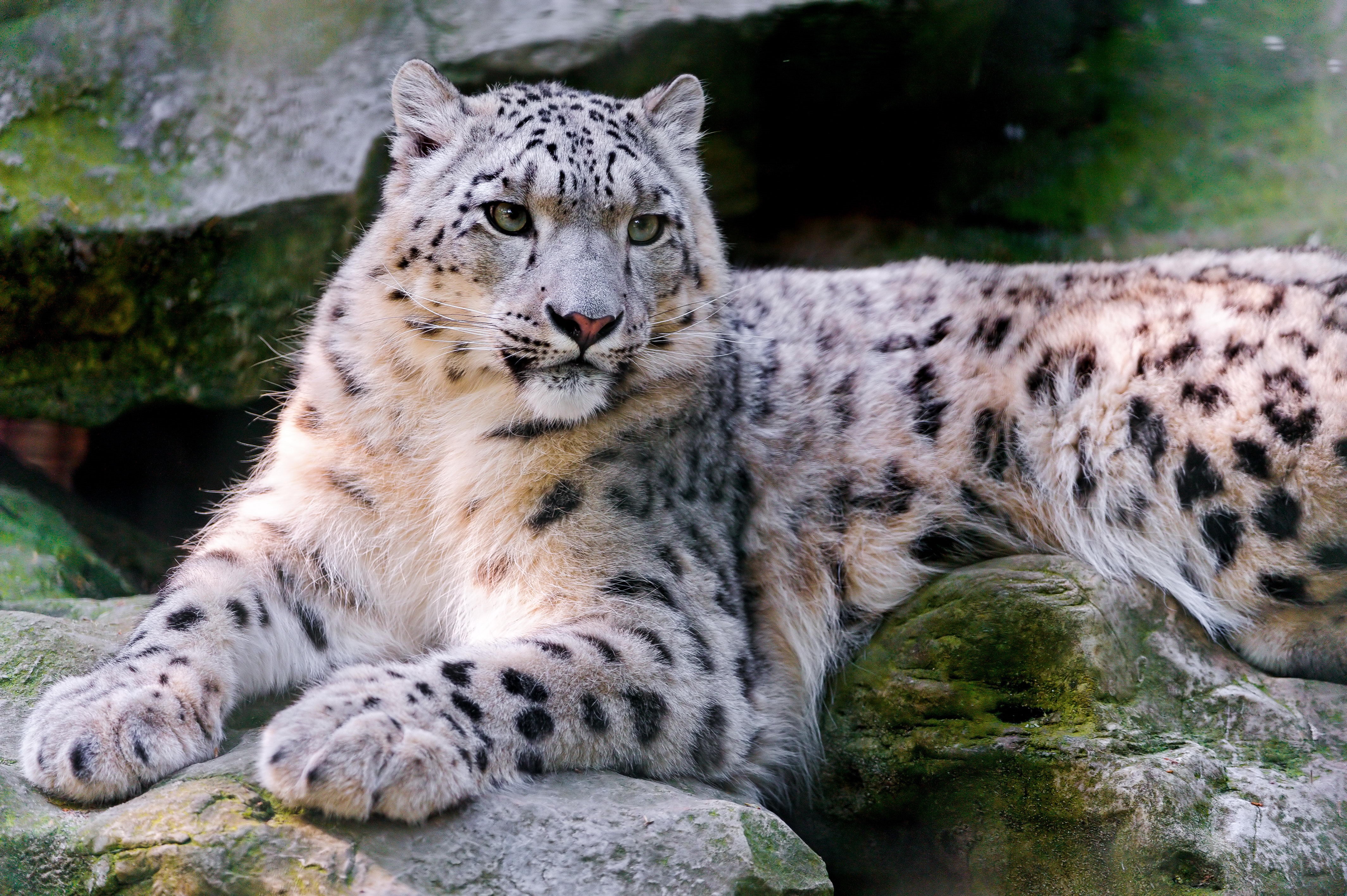 Snow leopard resting on rocks HD Wallpaper