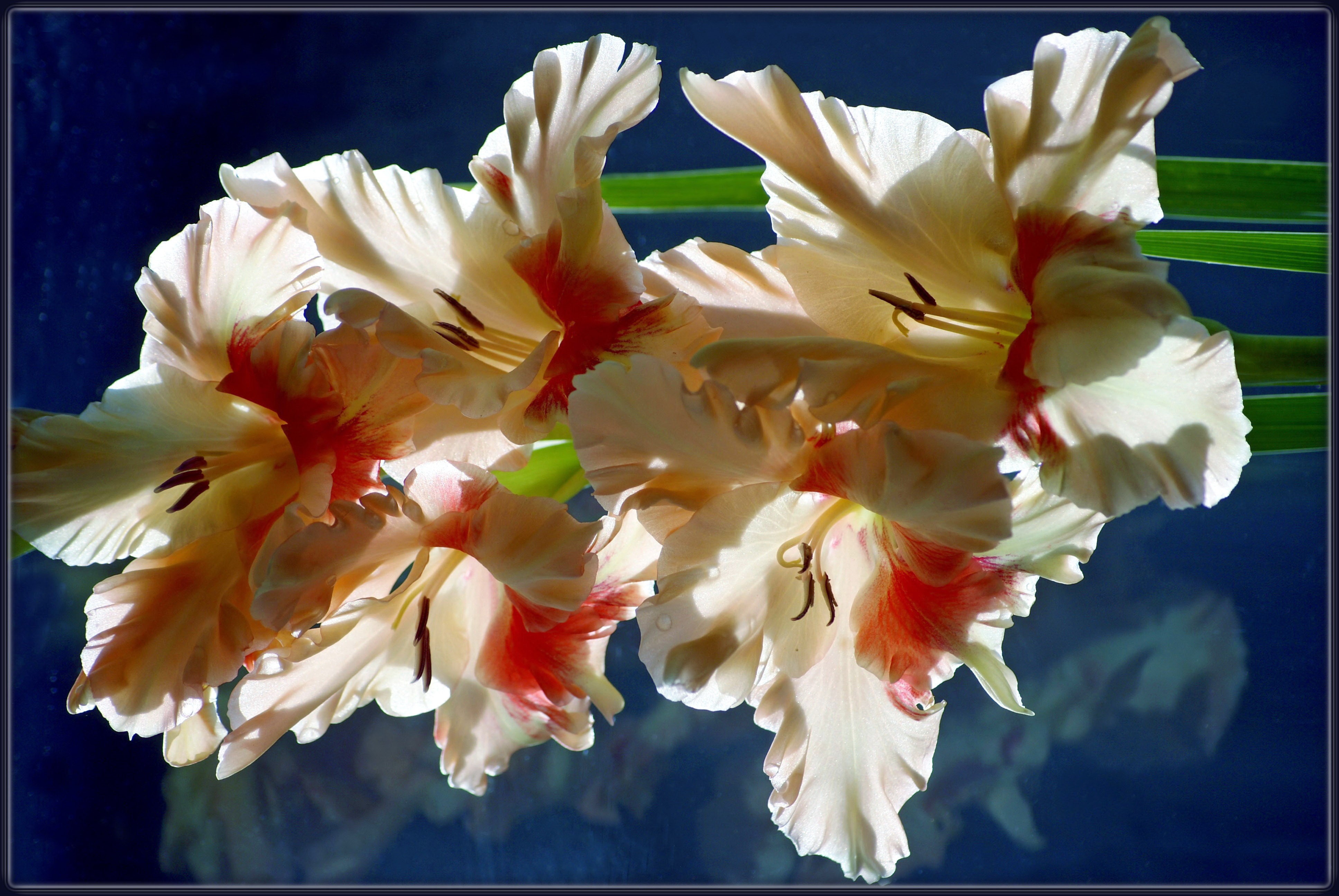 4K Gladioluses HD Wallpaper