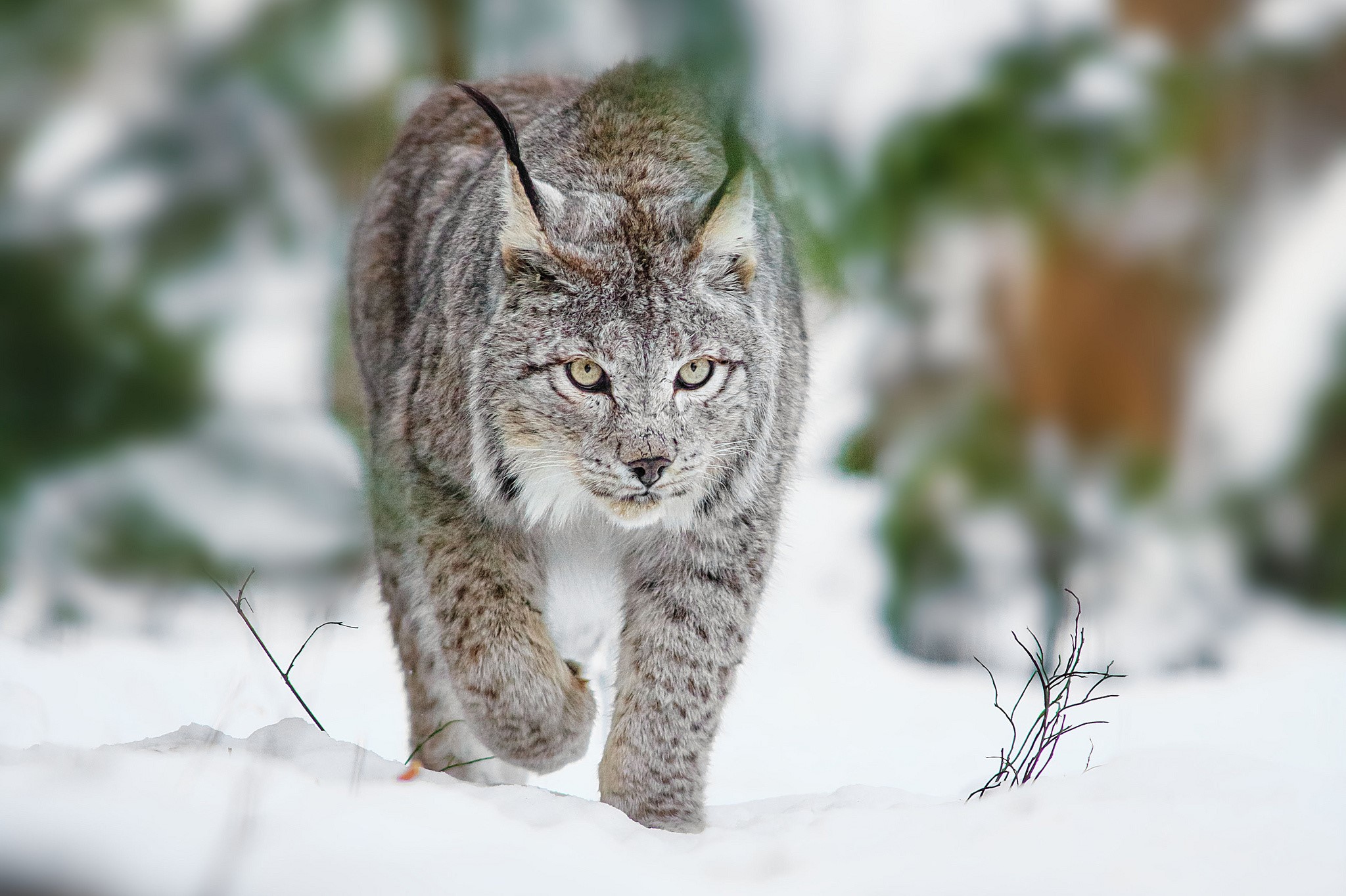 Lynx 4K Snow Winter HD Wallpaper Rare Gallery