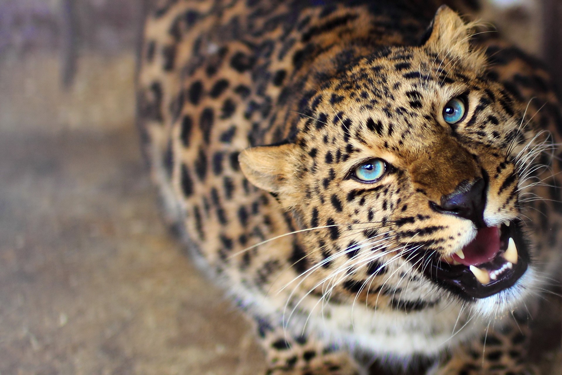 Leopard with bright blue eyes roaring HD Wallpaper