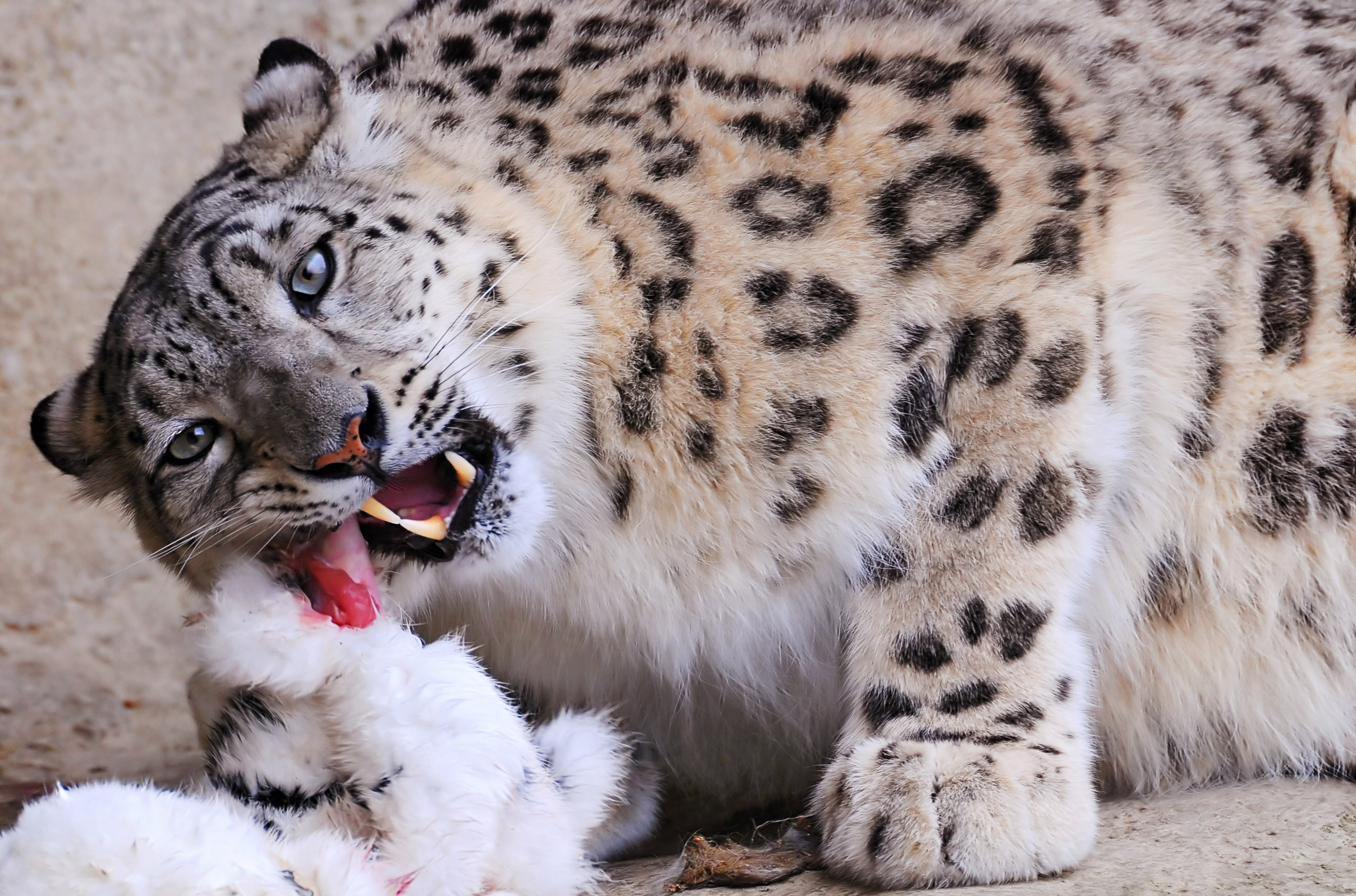 Snow leopard eating prey HD Wallpaper