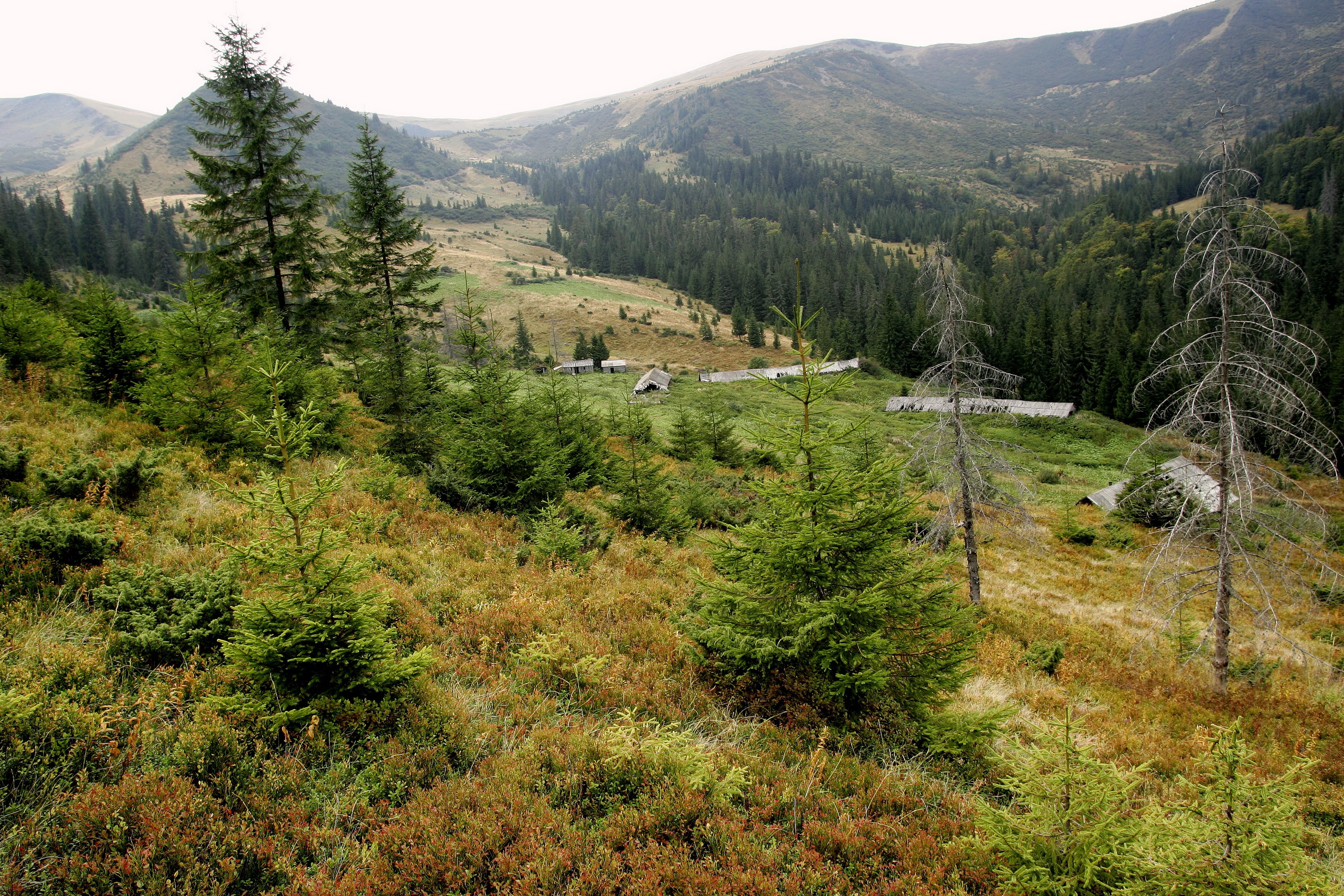 Mountain valley with spruce trees and abandoned buildings in Ukraine HD Wallpaper