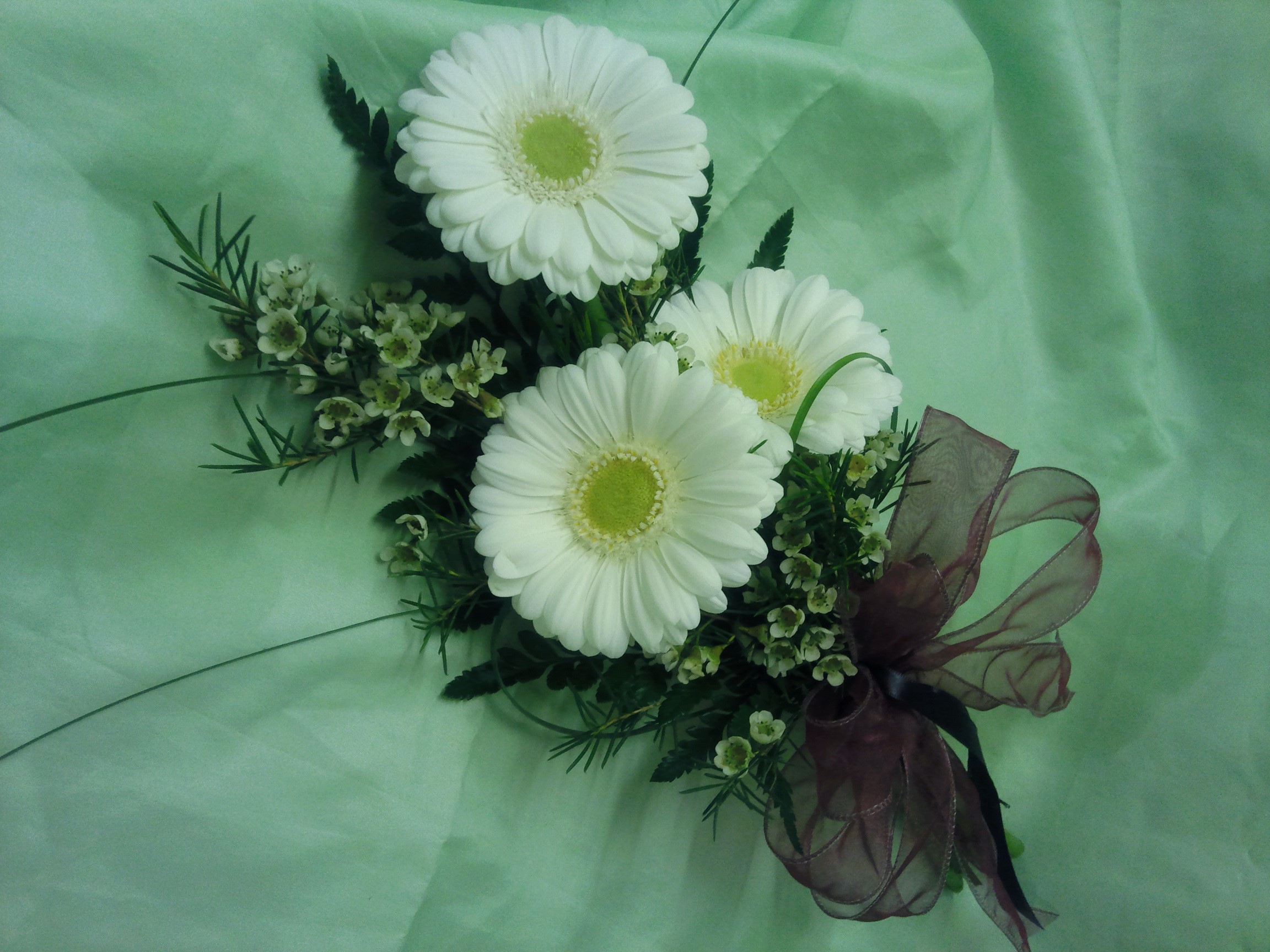 White Gerbera Daisy Bouquet with Ribbon HD Wallpaper