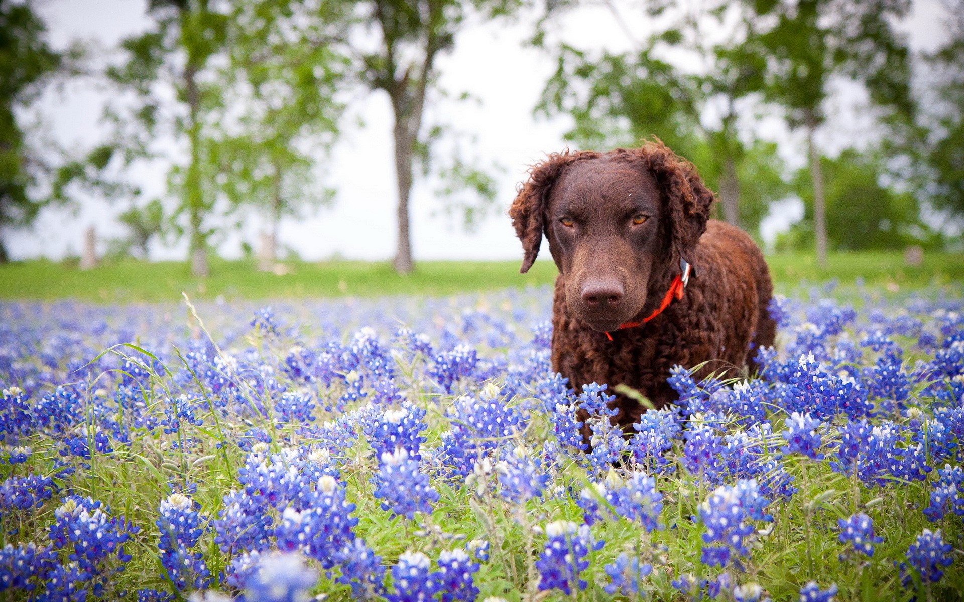 Brown curly-haired dog in a field of bluebonnets HD Wallpaper