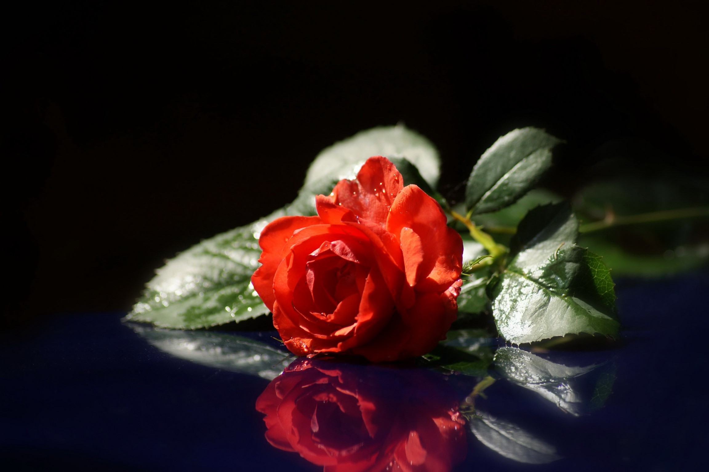 Red rose with water droplets on a dark surface HD Wallpaper