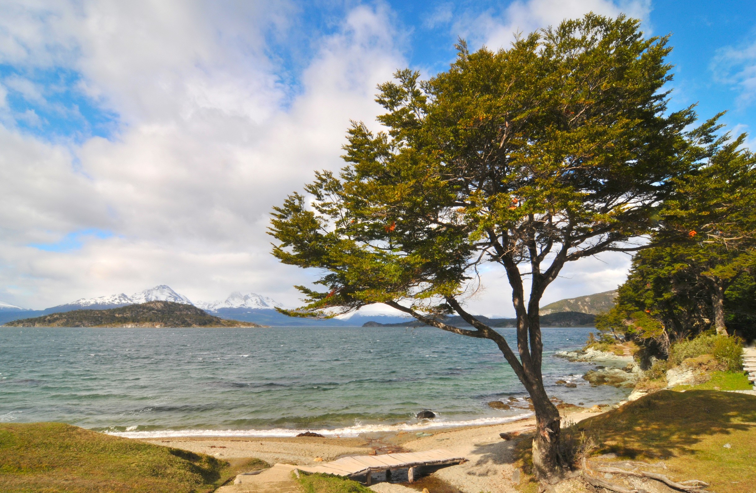 Tree on the coast of Isla Grande de Tierra del Fuego, Ushuaia, Argentina HD Wallpaper