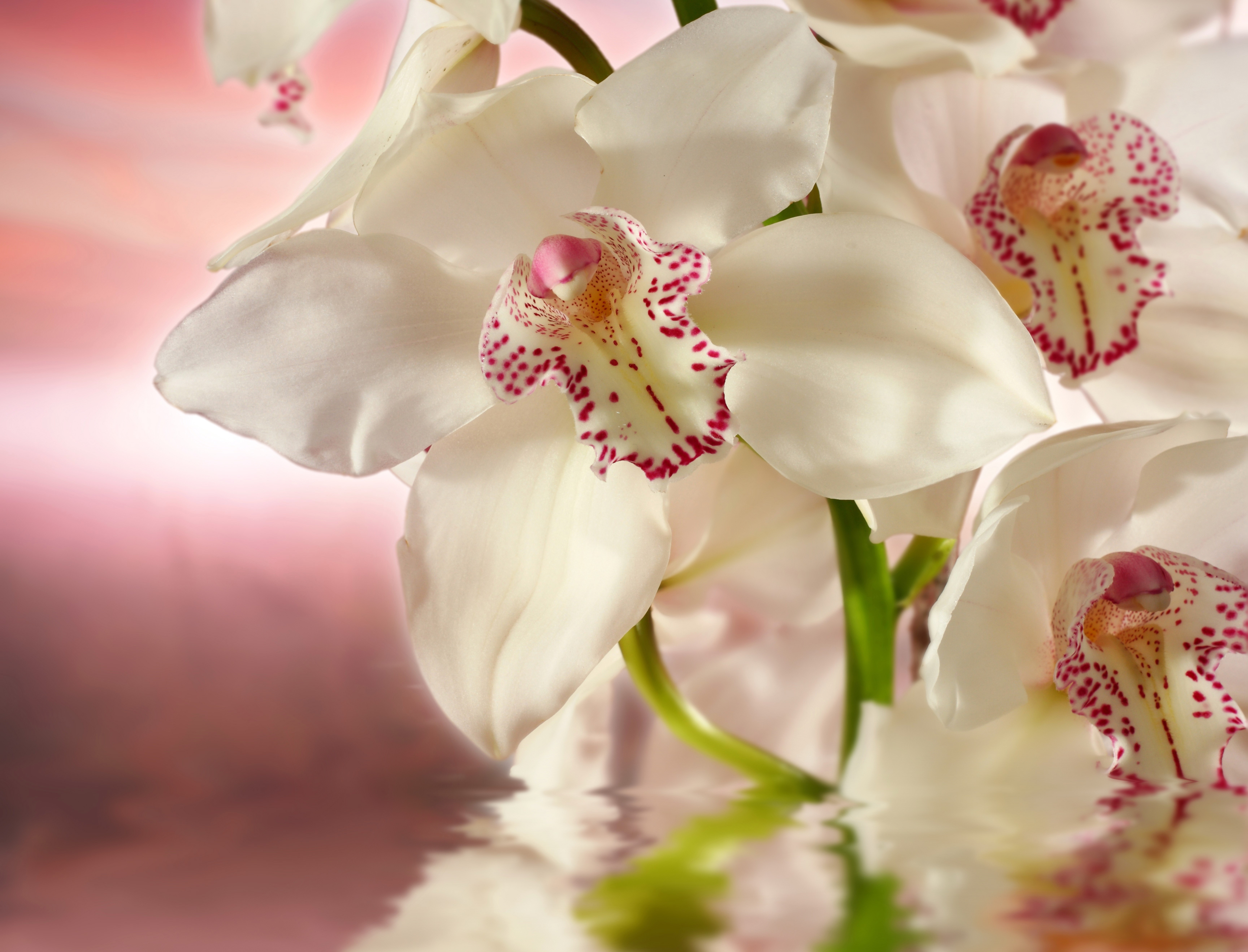 White Orchids with Pink Accents Reflected in Water HD Wallpaper