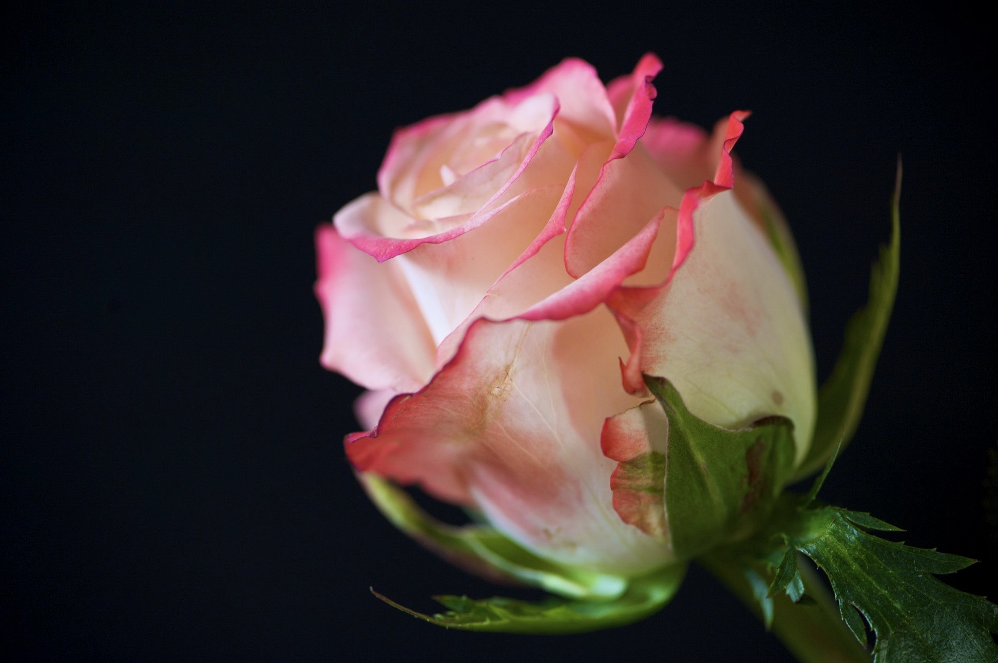 Close-up of a pink and white rose with dark background HD Wallpaper