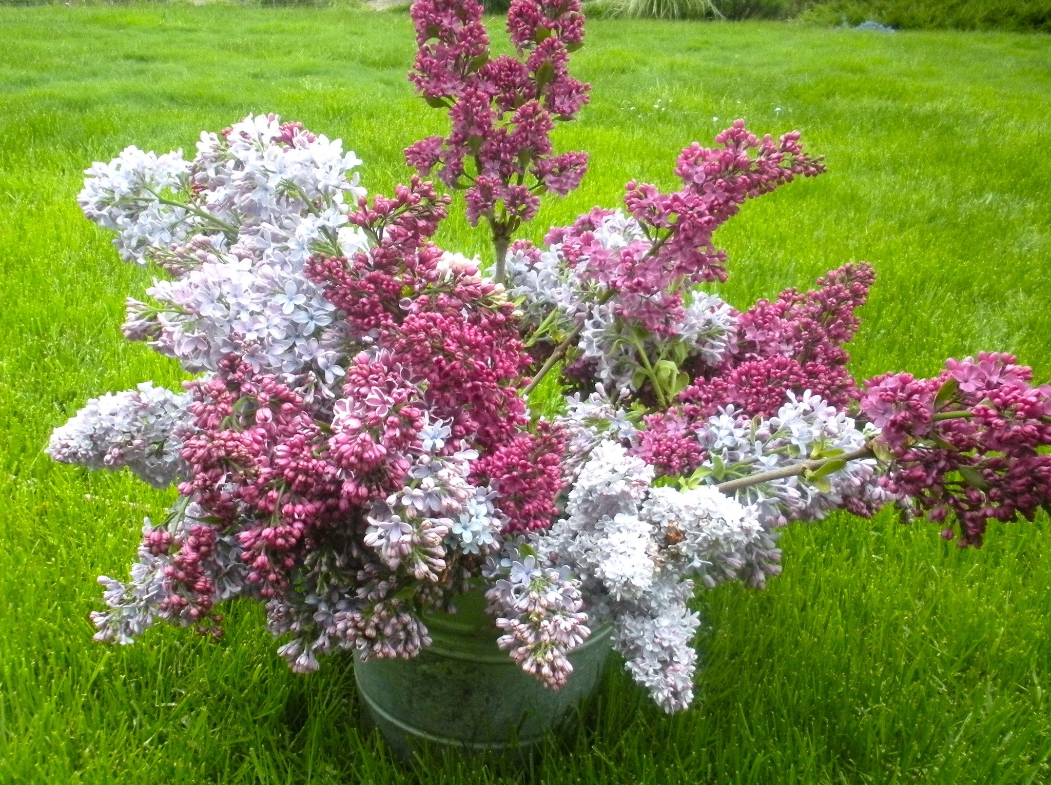 Bouquet of Lilacs in a Bucket on Grass HD Wallpaper