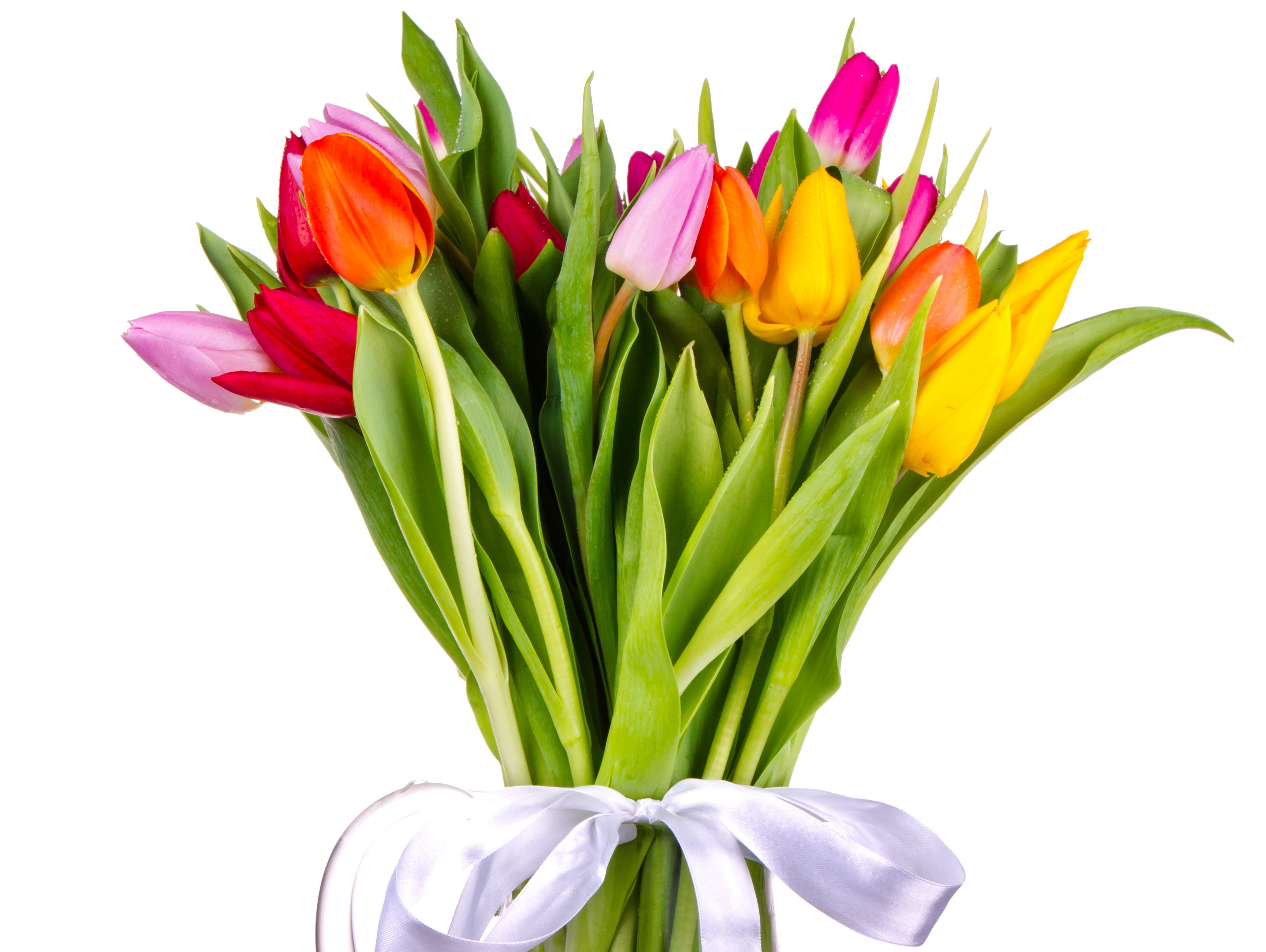 Bouquet of colorful tulips tied with a white ribbon HD Wallpaper