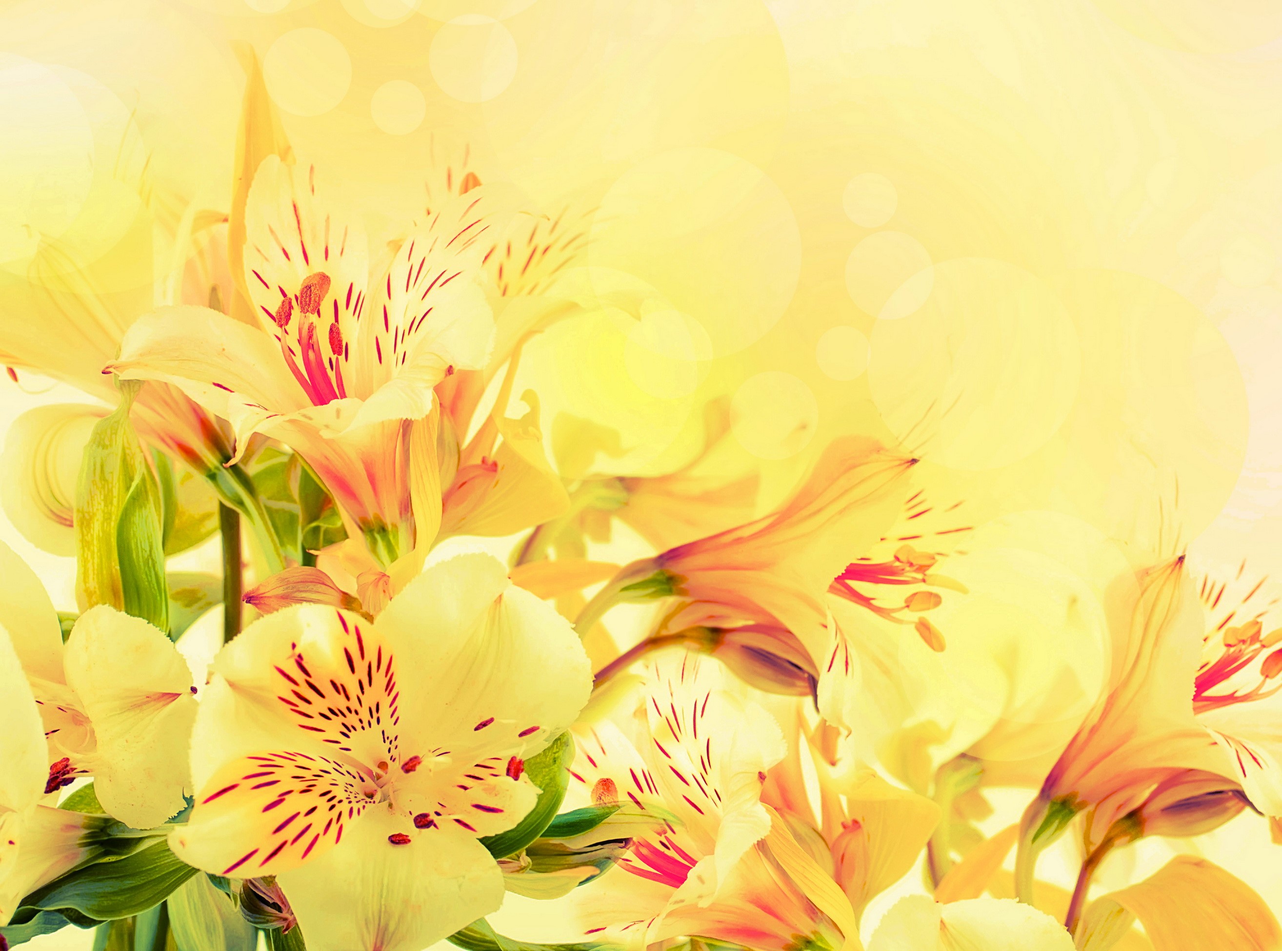Yellow Alstroemeria flowers with bokeh background HD Wallpaper