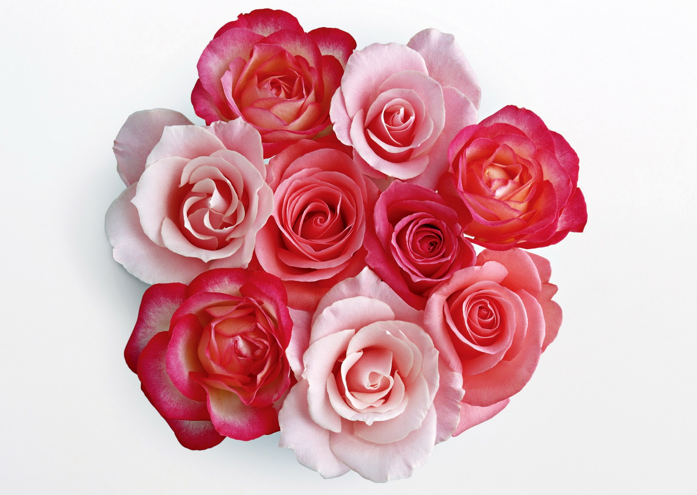 A bouquet of pink and red roses HD Wallpaper