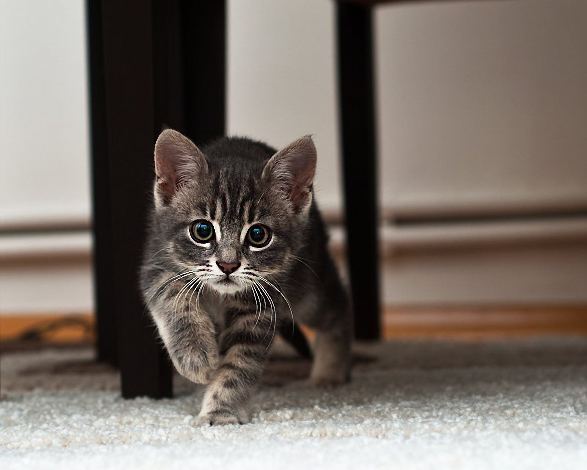 Kitten walking on a carpet HD Wallpaper